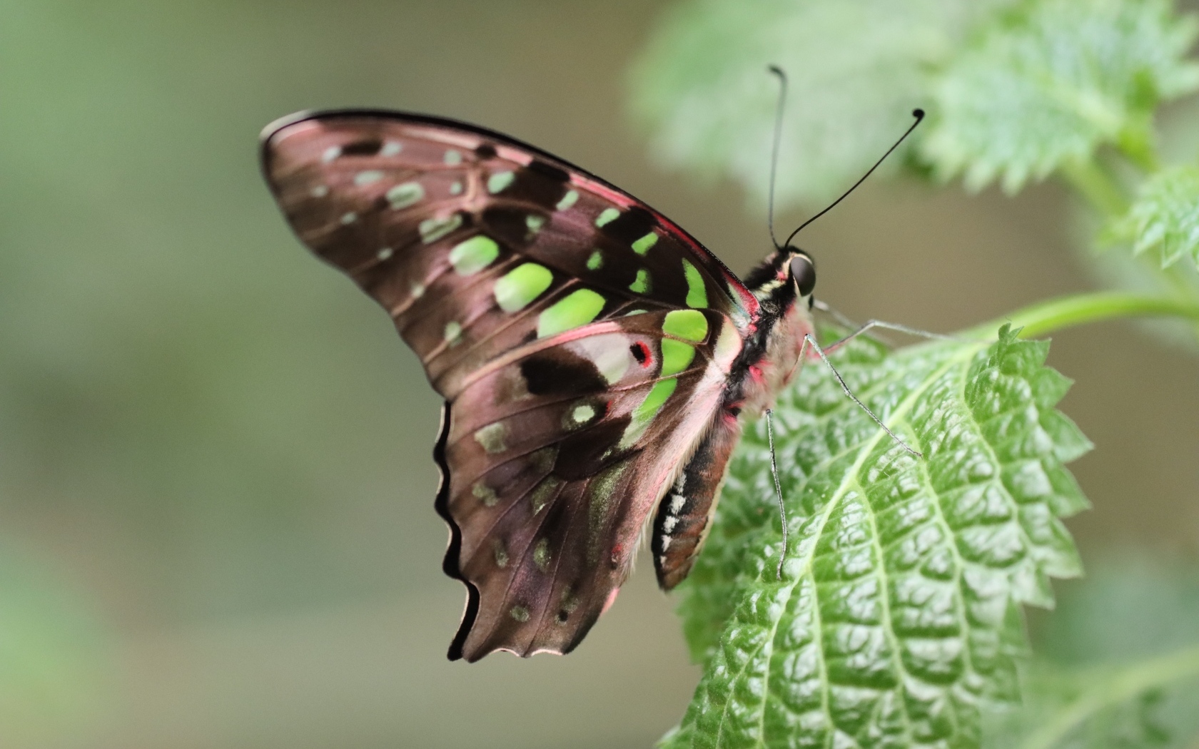 Красивая бабочка сидит на зеленом листке