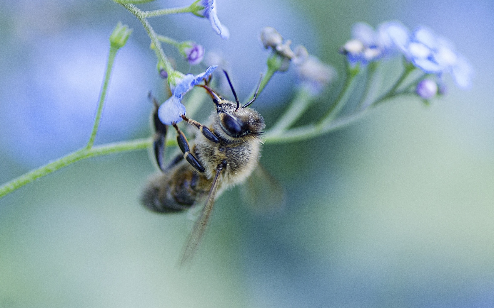 Пчела опыляет голубой цветок