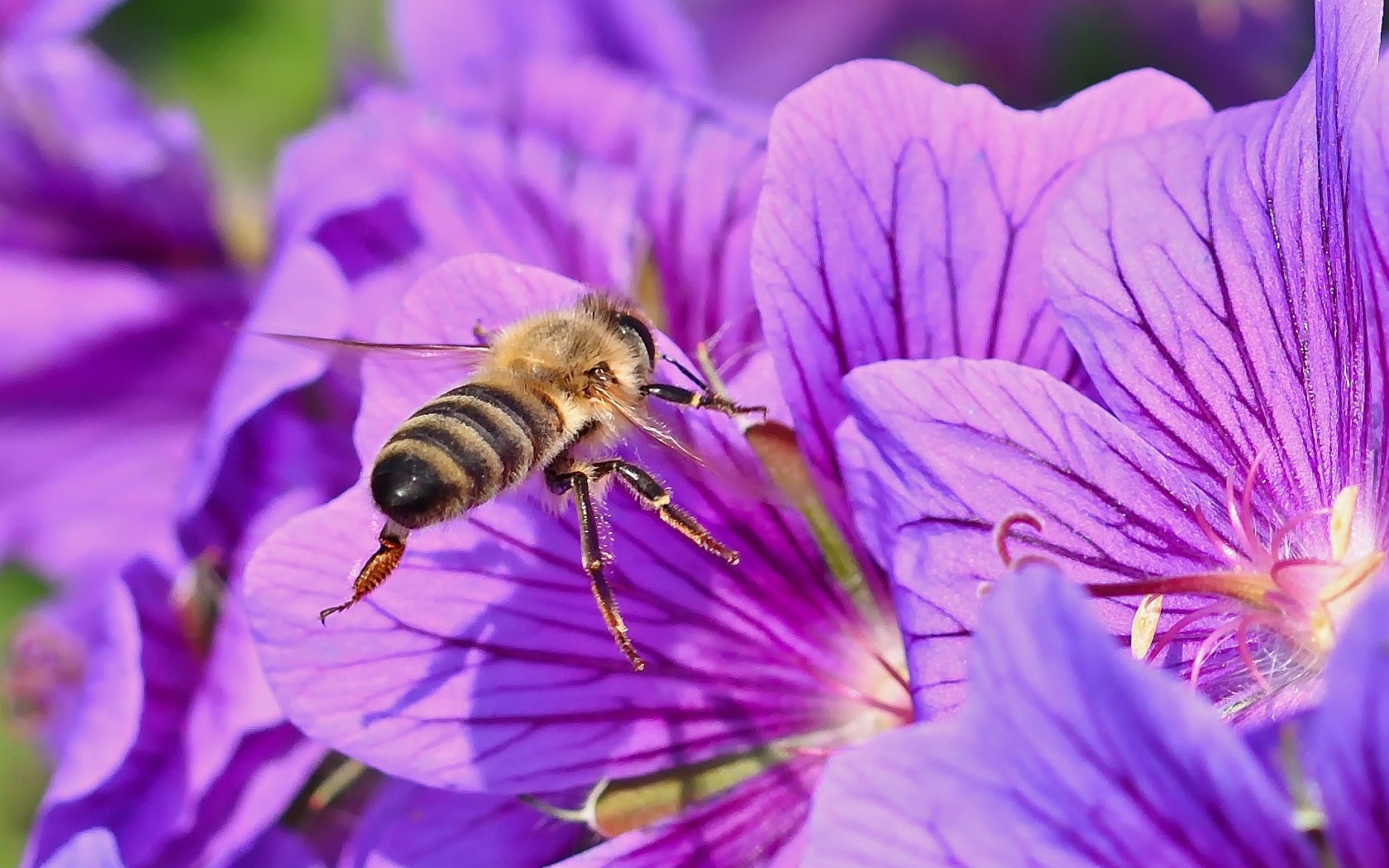 Пчела сидит на красивом сиреневом цветке