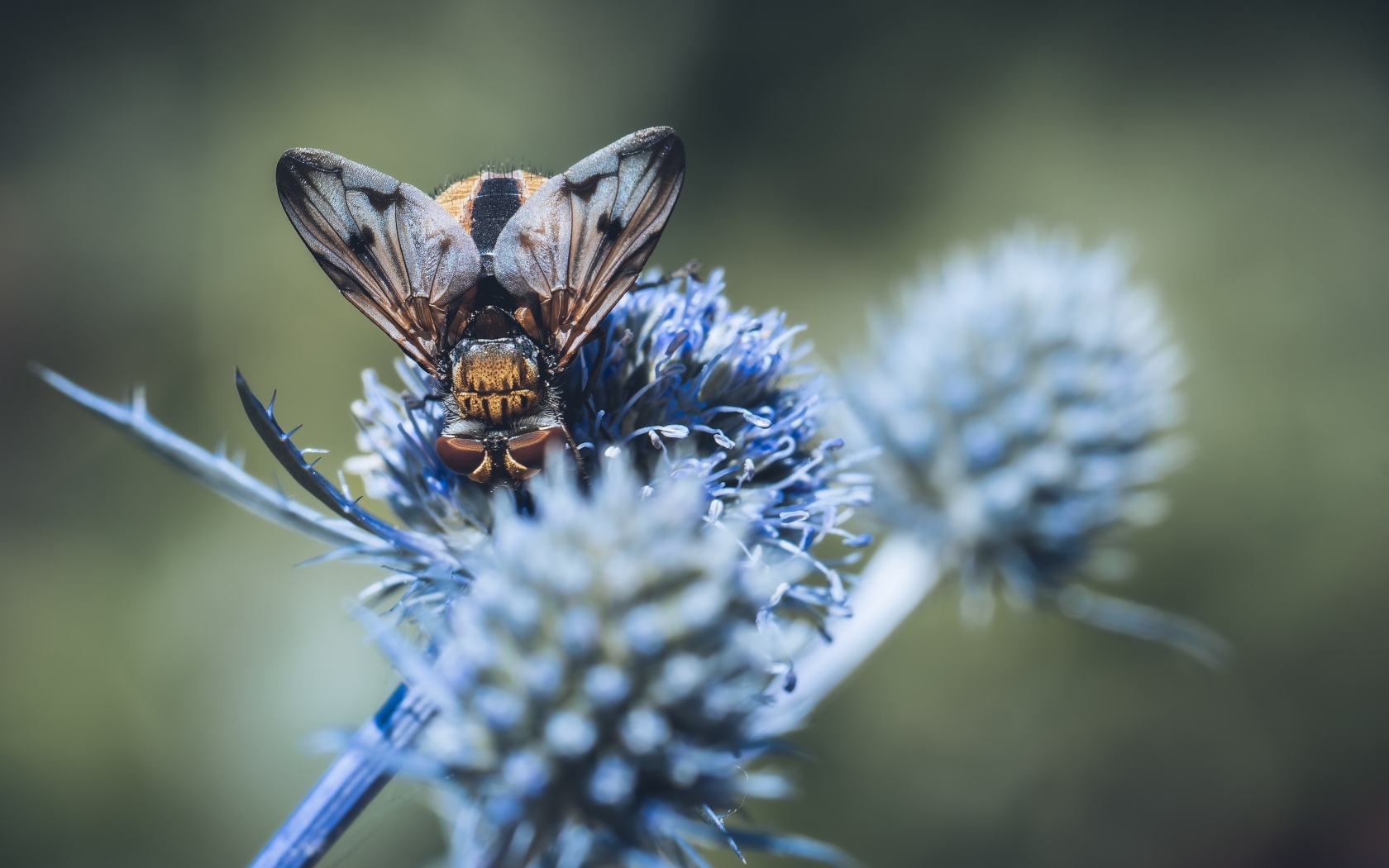 Муха сидит на синем цветке