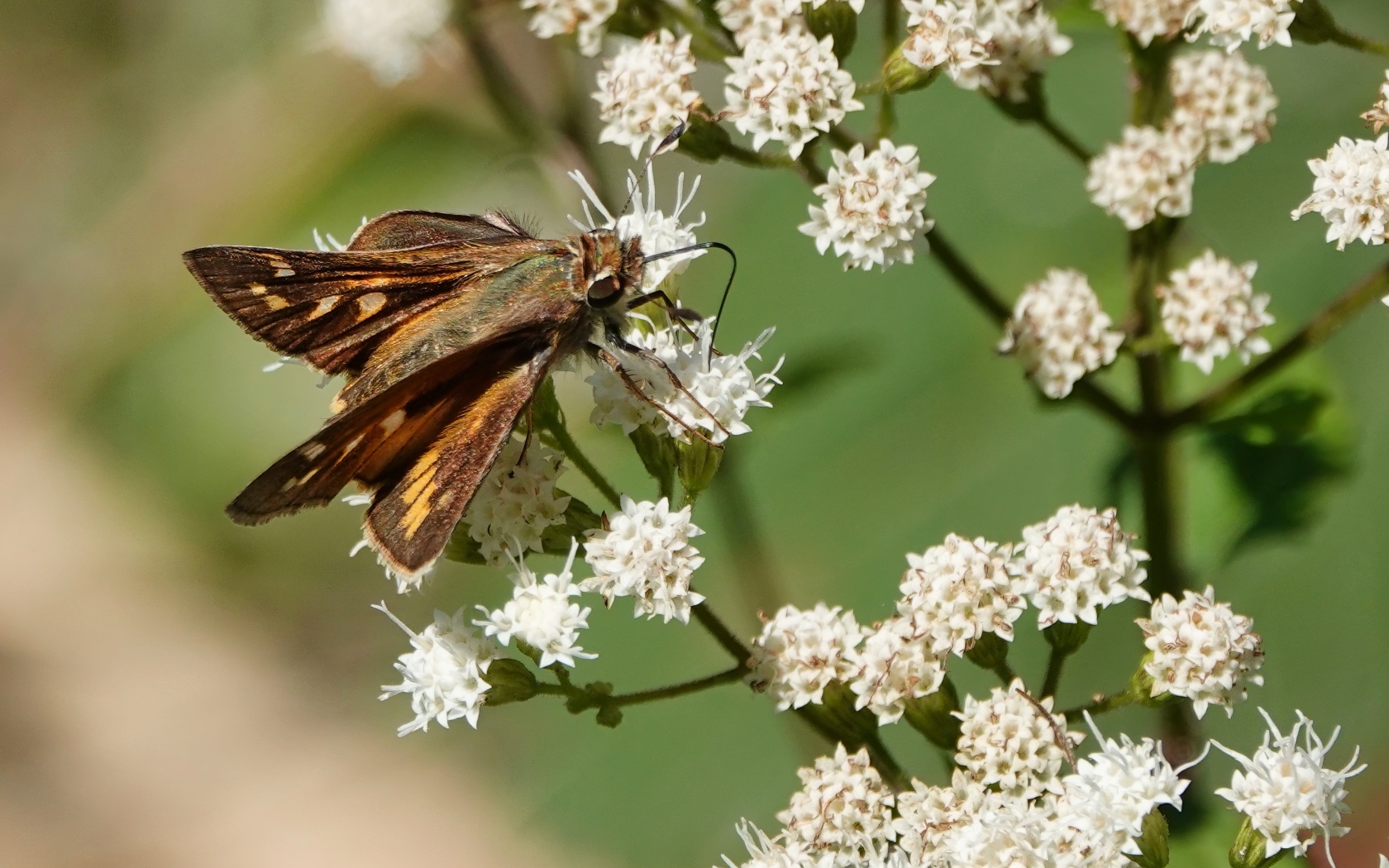 Насекомое сидит на белом цветке