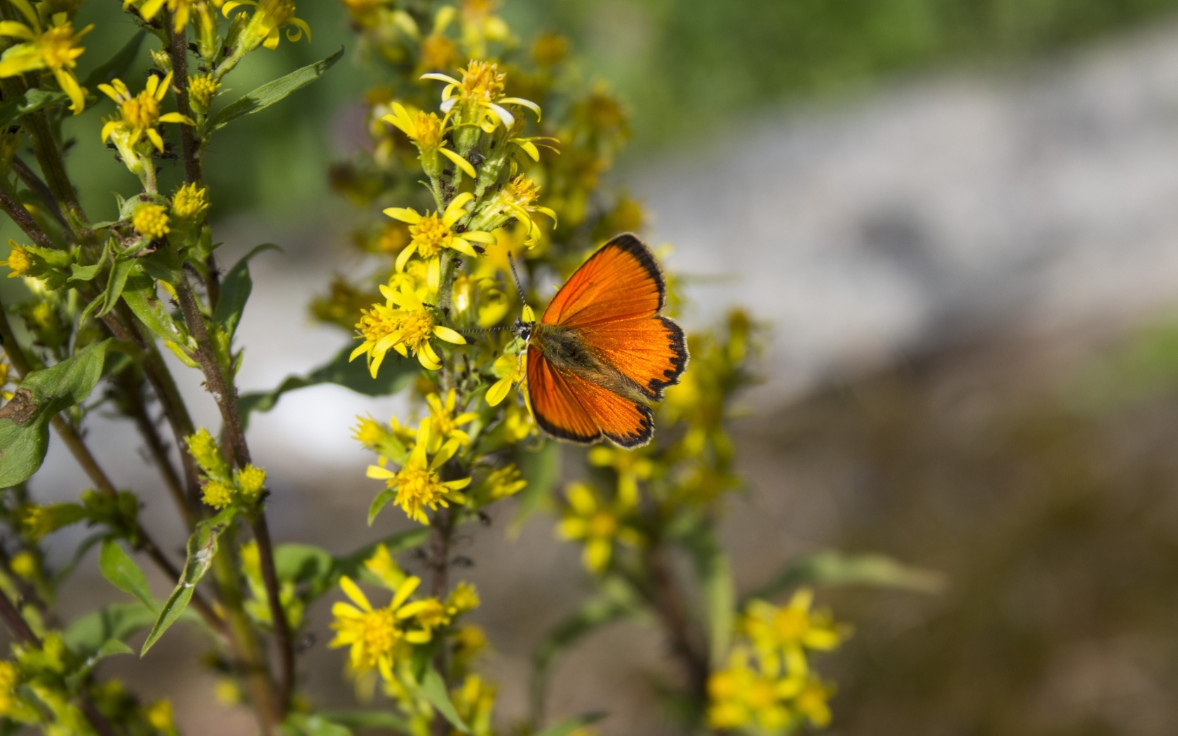 Красивая оранжевая бабочка сидит на желтом цветке