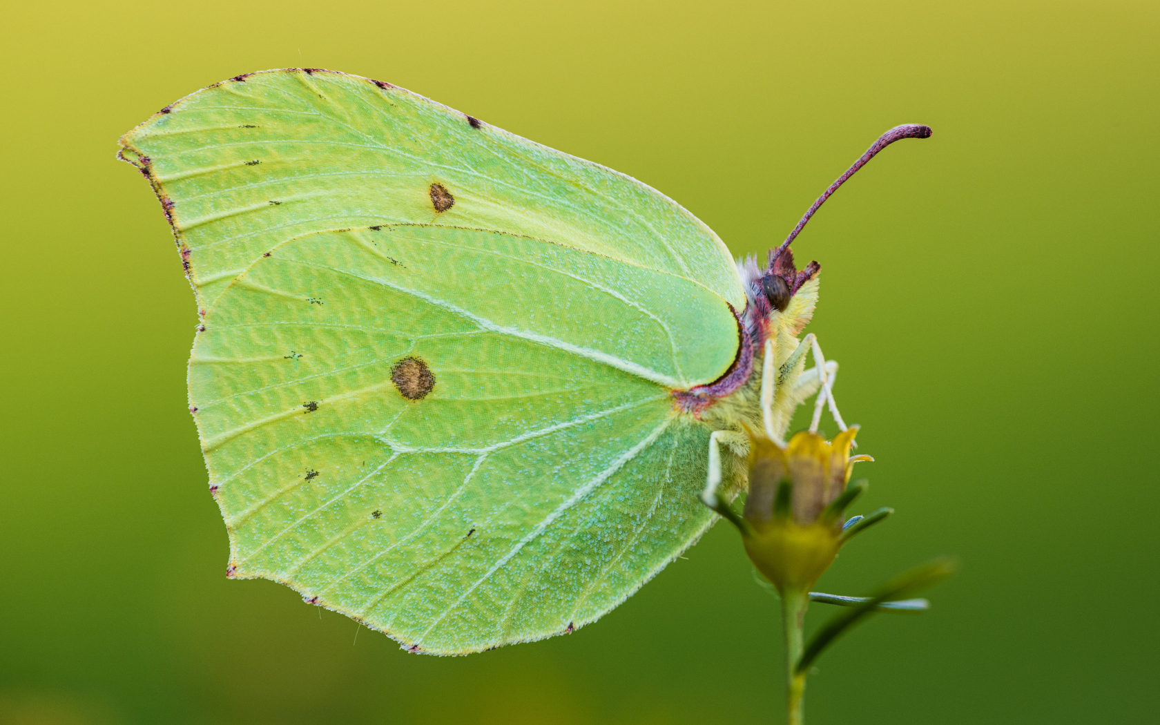 Большая красивая зеленая бабочка на траве