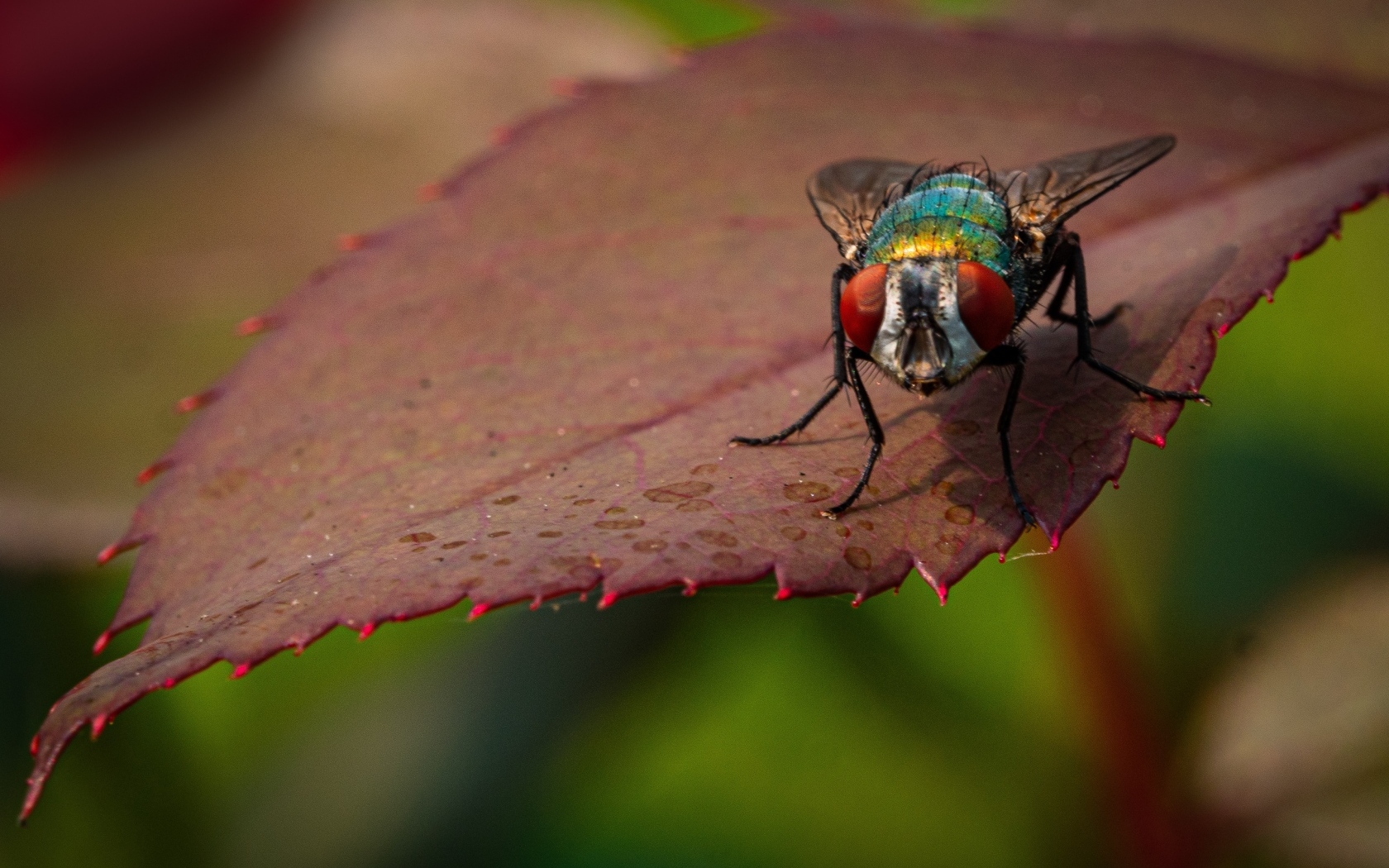 Большая муха сидит на листке