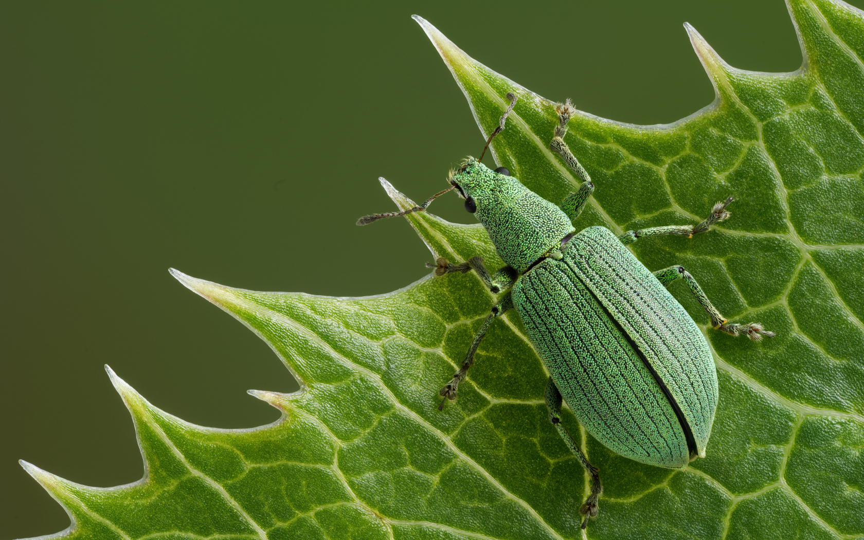 Большой зеленый жук сидит на листе