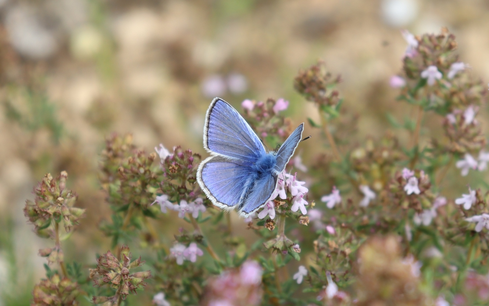 Голубая бабочка сидит на полевом цветке