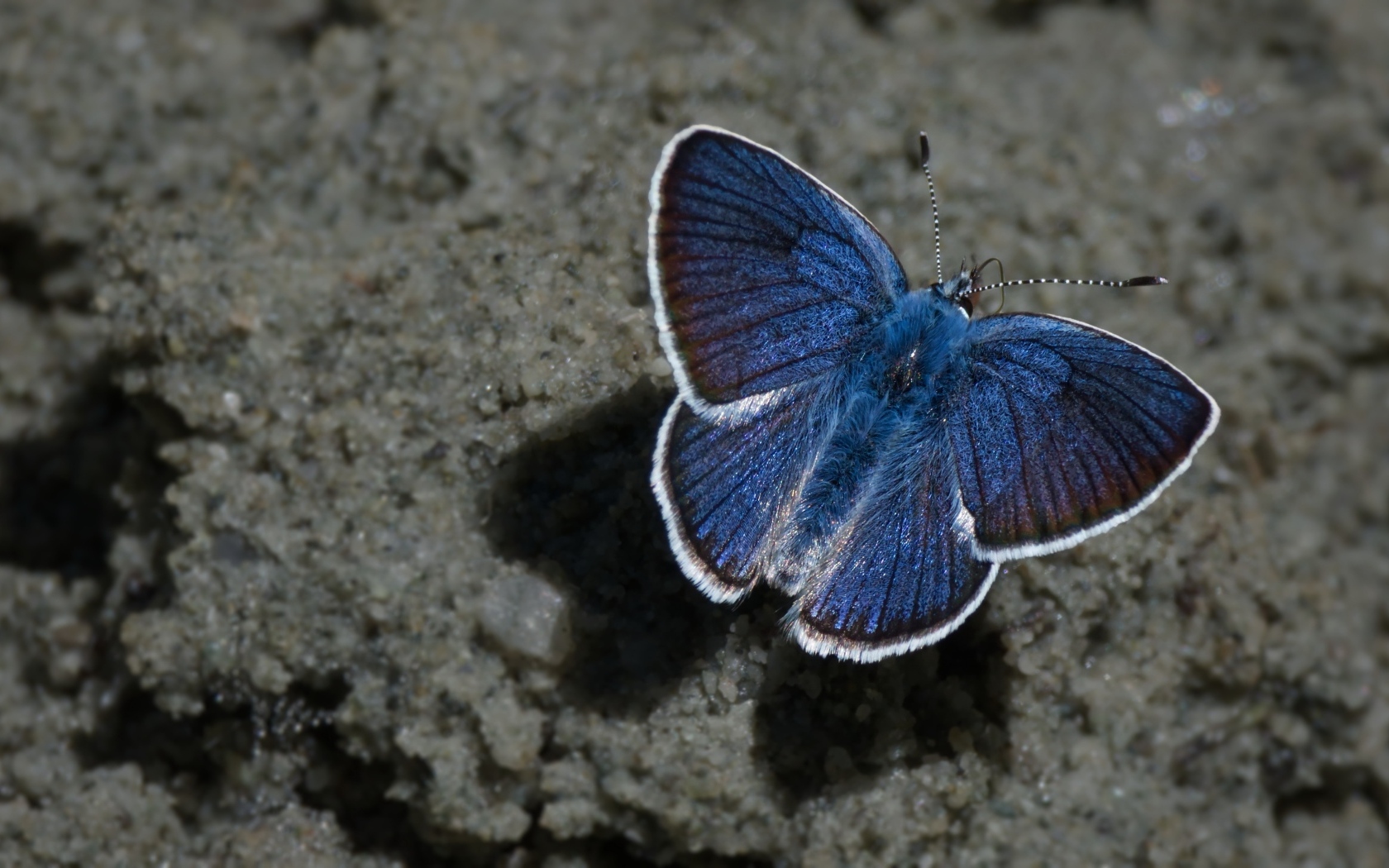 Голубая бабочка сидит на песке