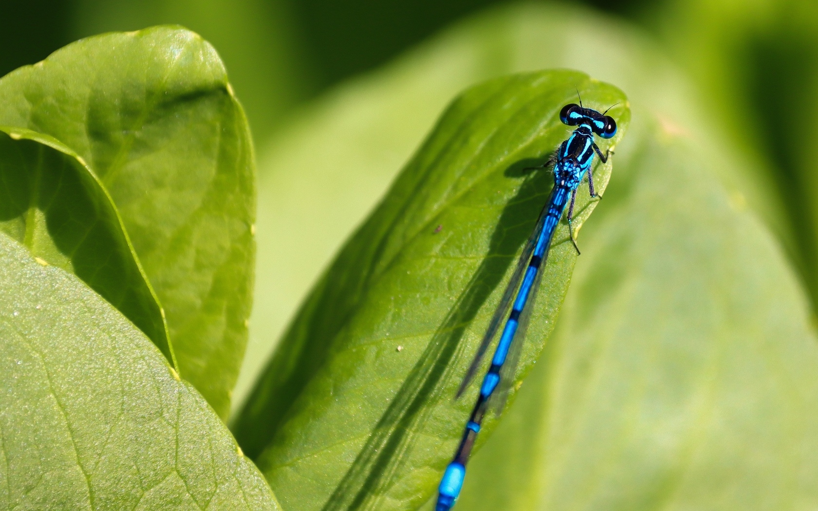 Синяя стрекоза сидит на зеленой траве