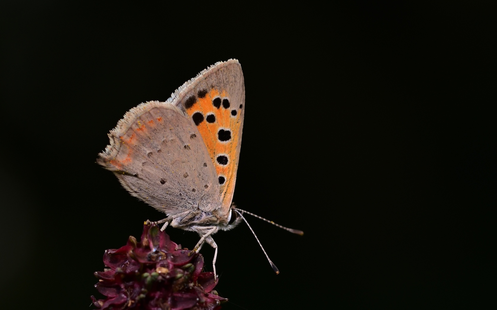 Коричневая бабочка на цветке на черном фоне