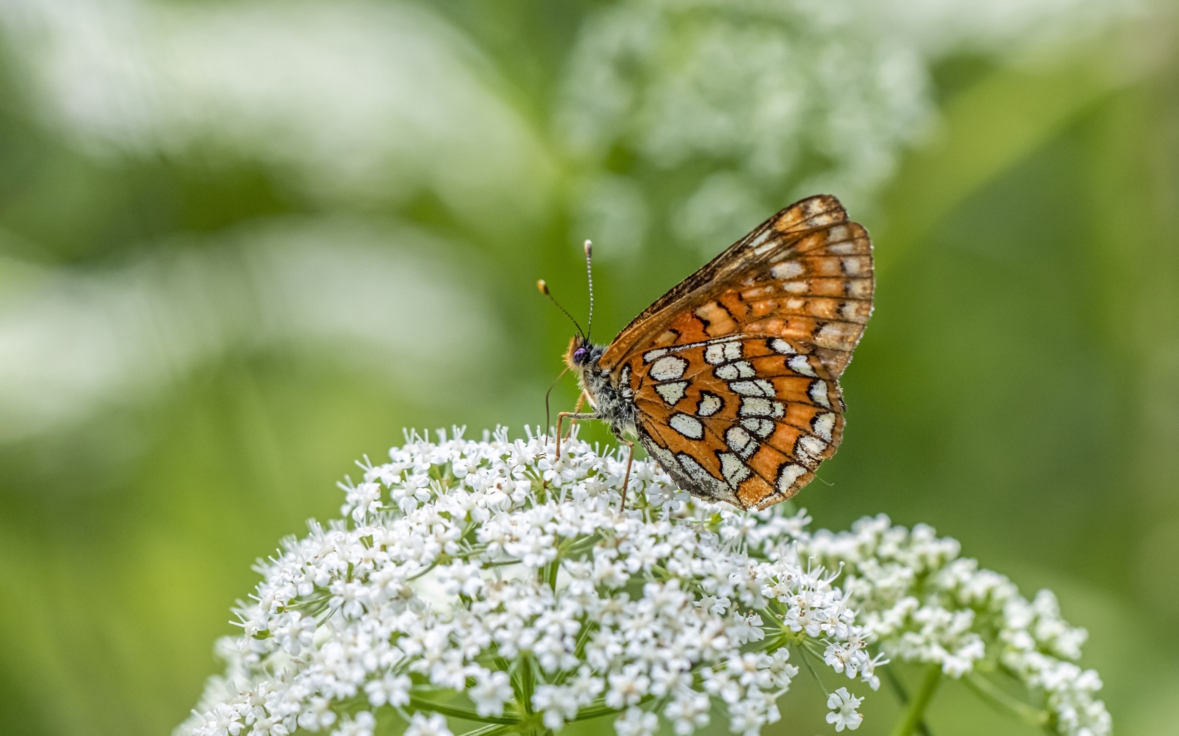 Коричневая бабочка сидит на белом цветке