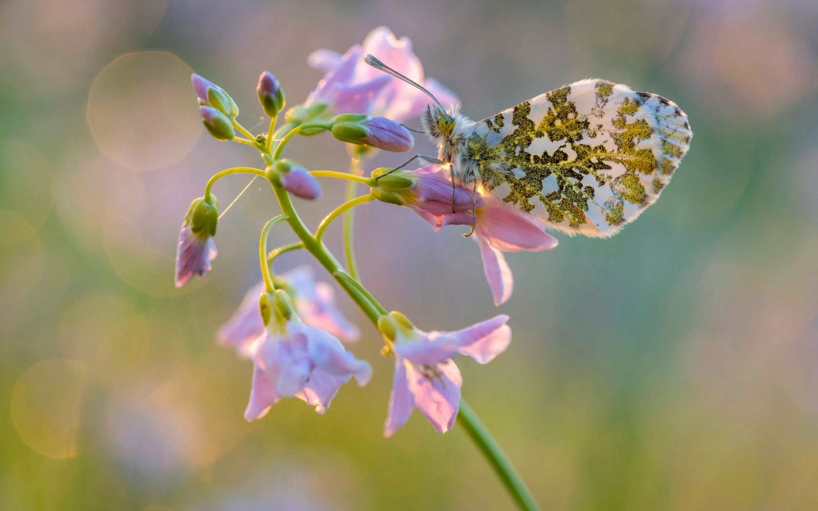Бабочка сидит на розовом нежном цветке