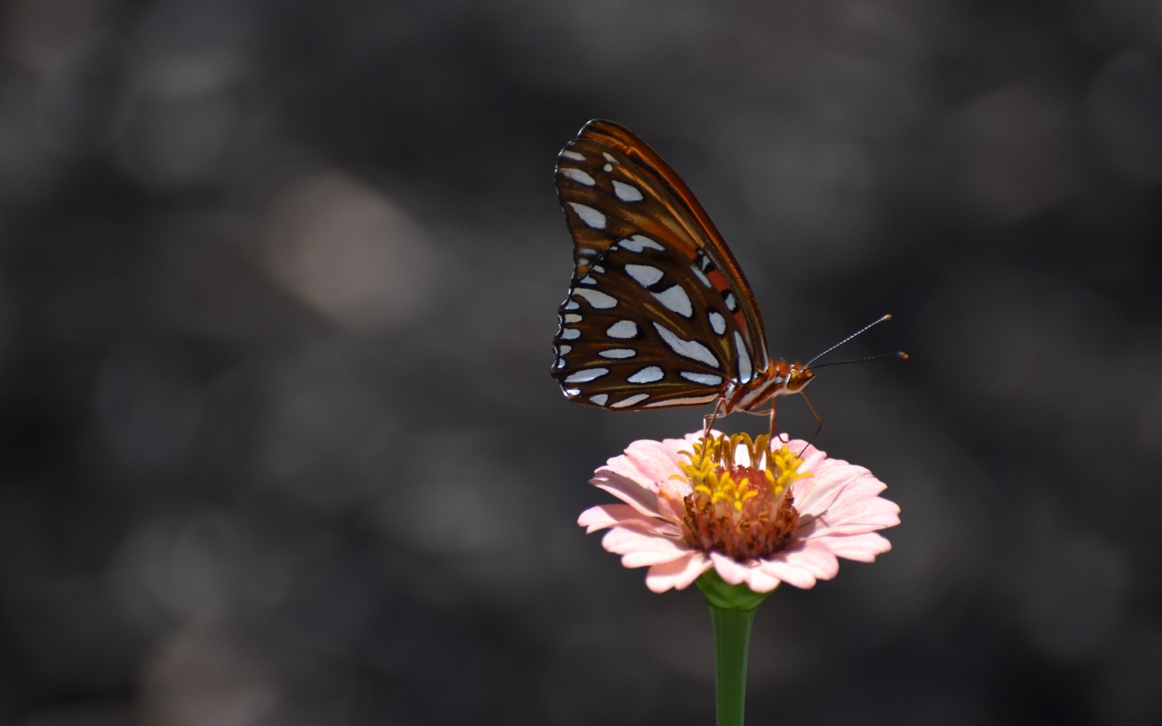 Бабочка сидит на розовом цветке циннии