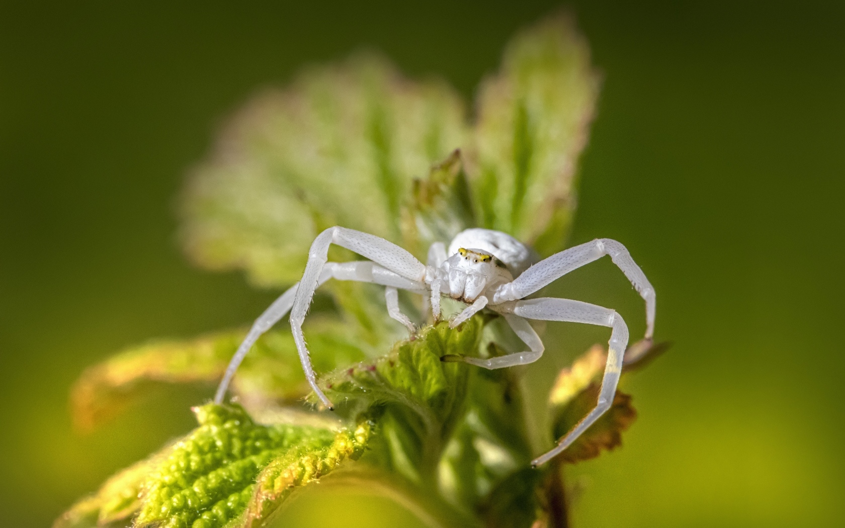 Крабовый паук золотарник на зеленом листке