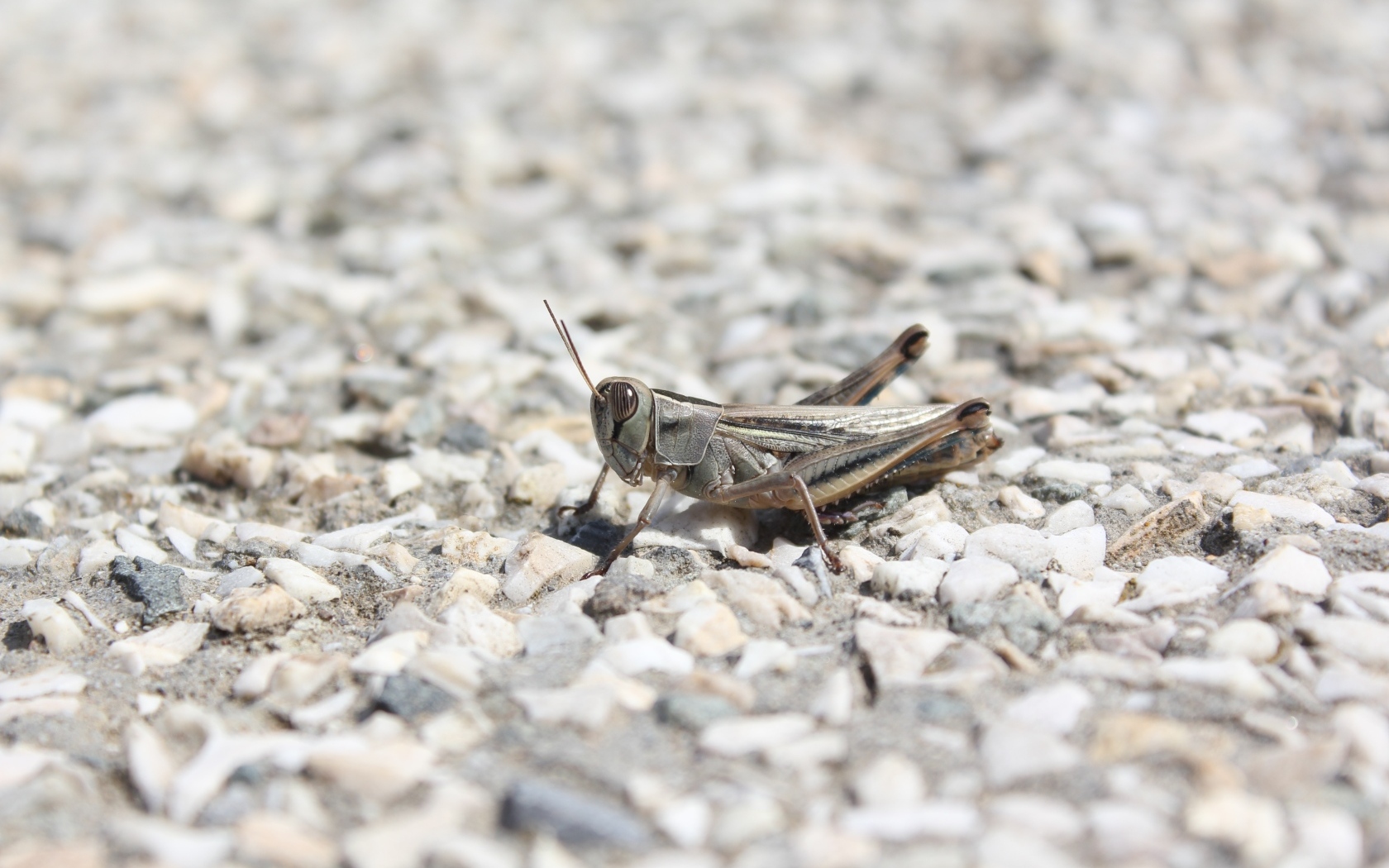 Кузнечик на дороге