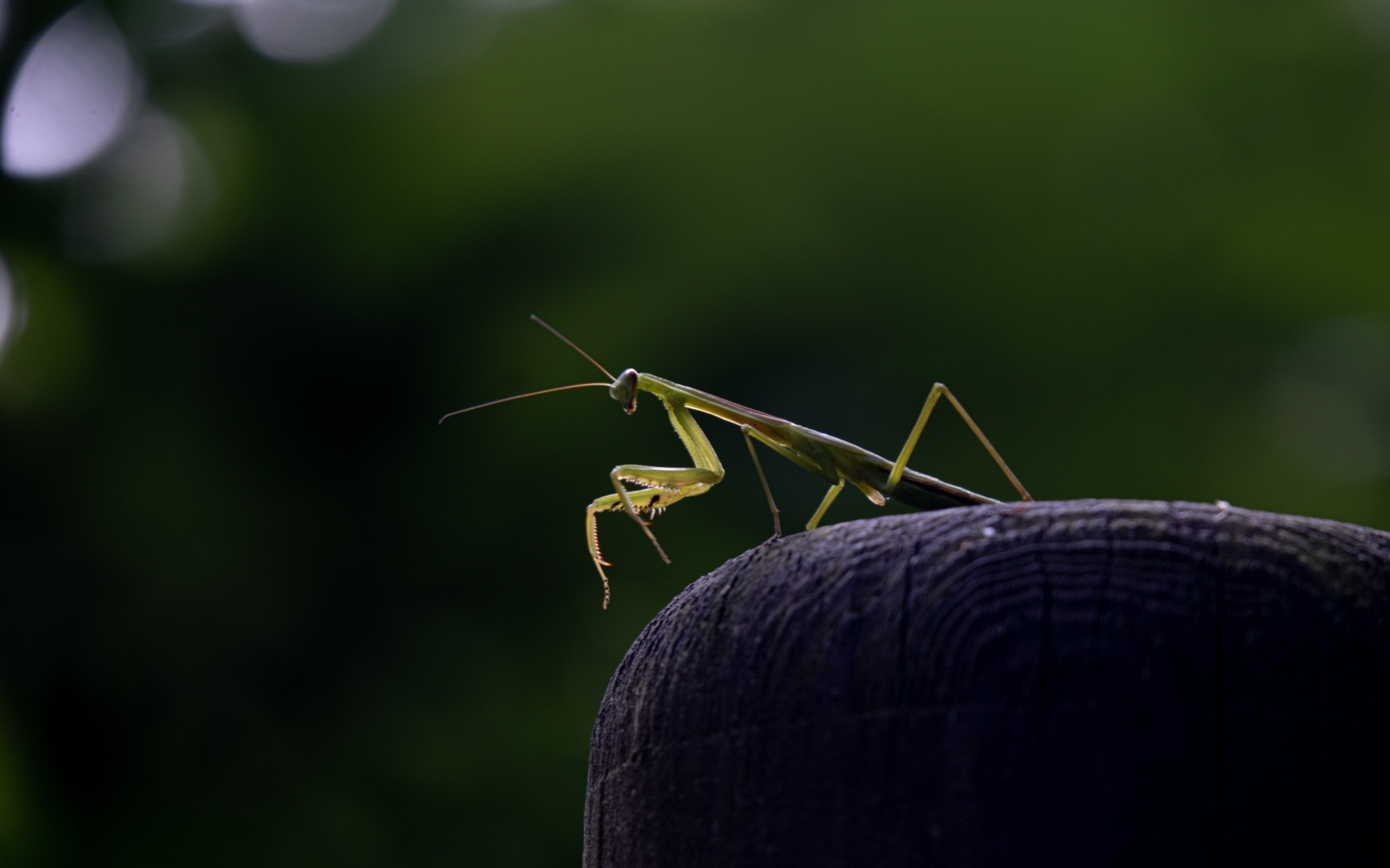 Зеленый богомол стоит на камне
