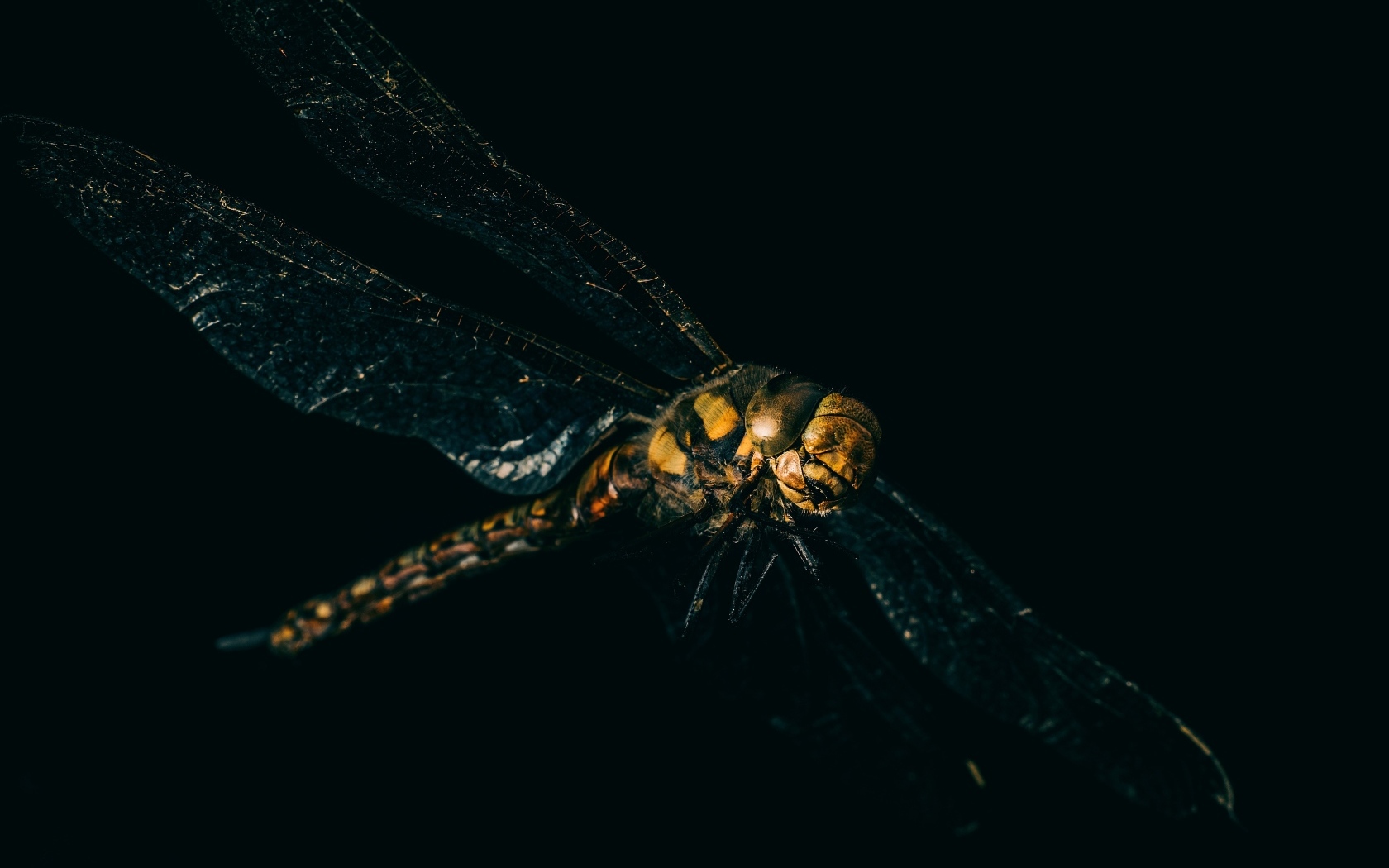 Большая стрекоза на черном фоне крупным планом 