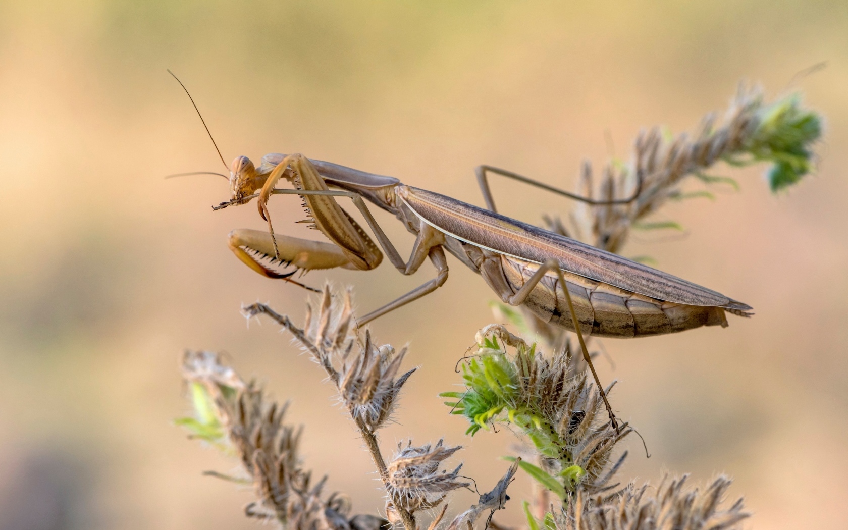 Большой богомол сидит на растении