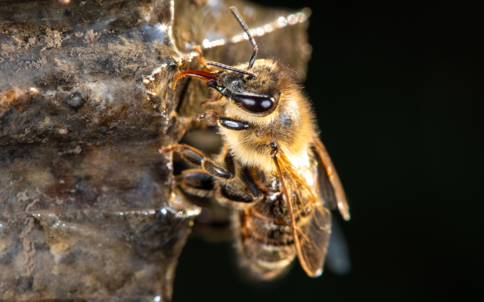Маленькая пчела на черном фоне