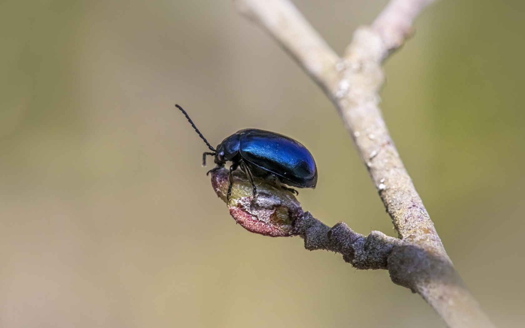 Маленький синий жук сидит на ветке дерева