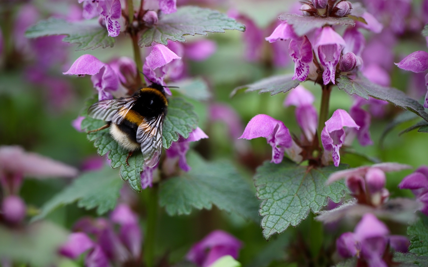 Маленький шмель на розовых цветах крапивы