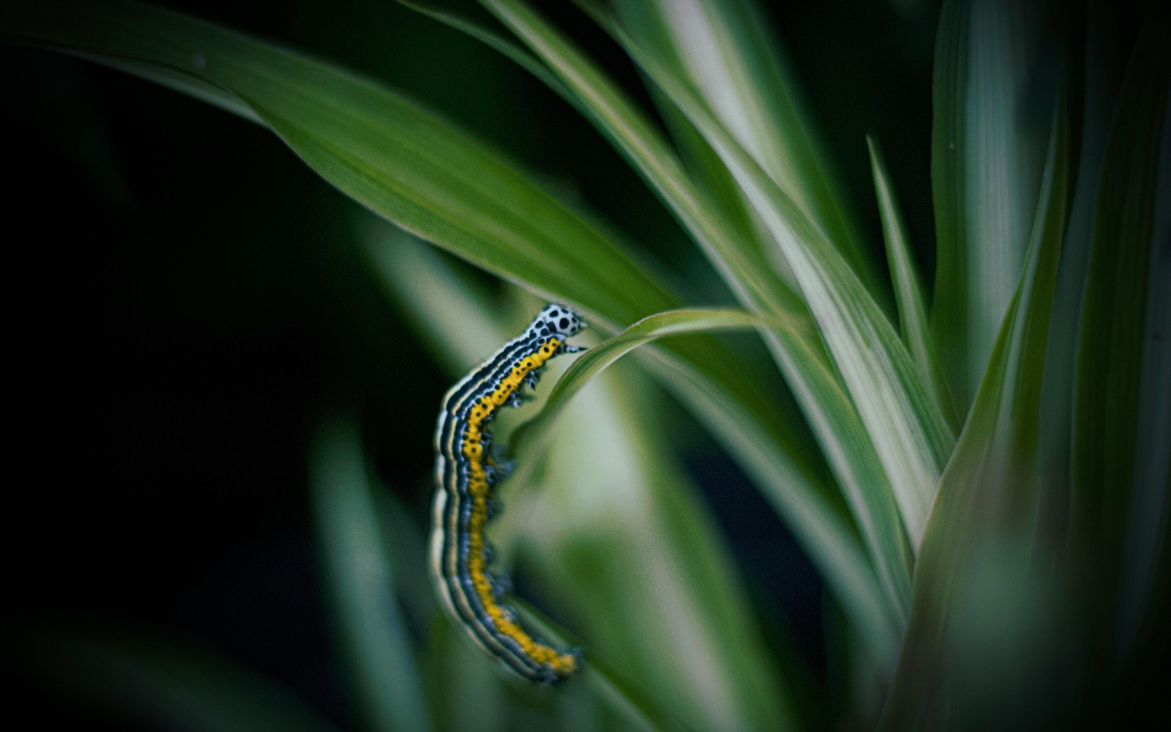 Разноцветная гусеница на зеленой траве