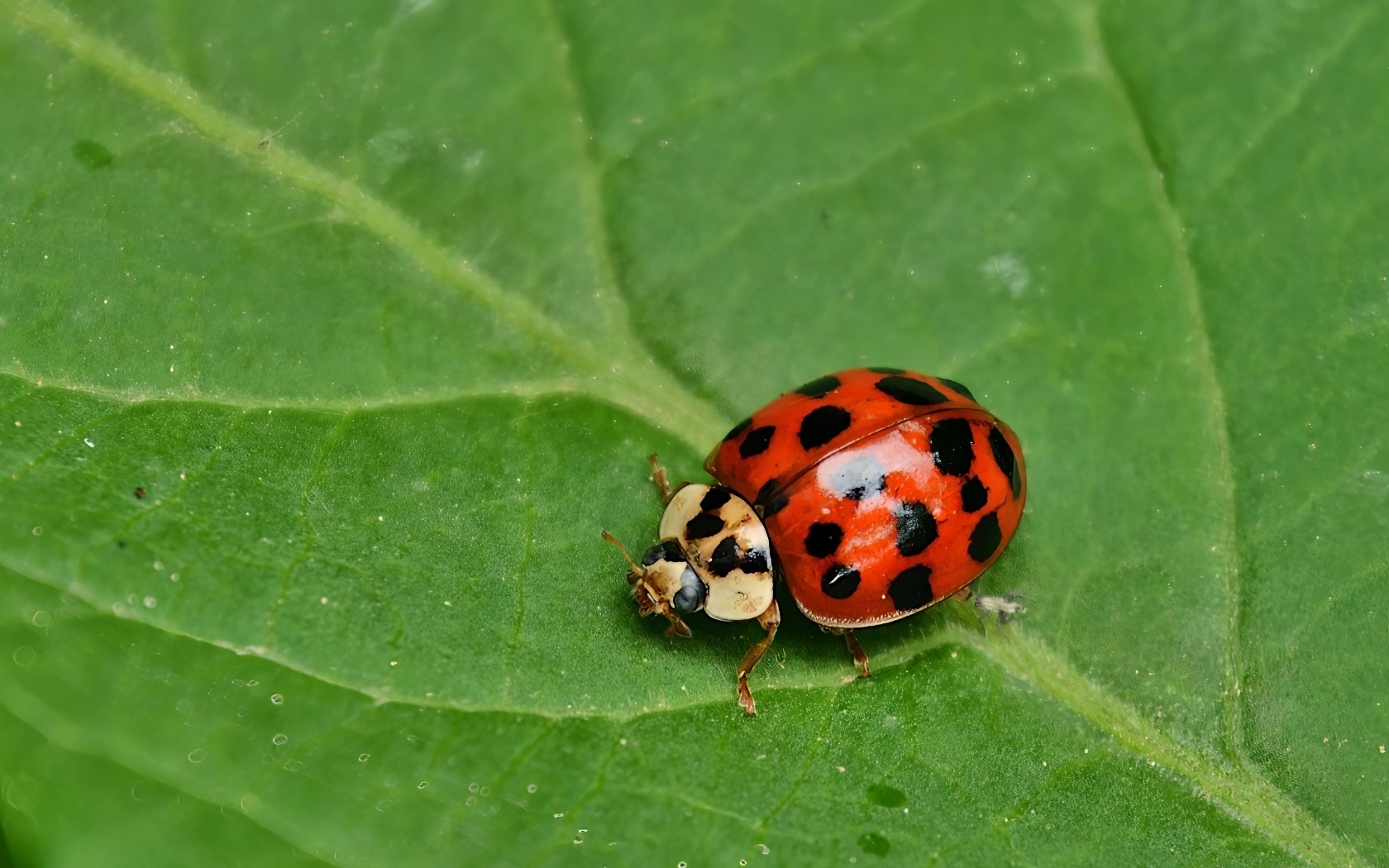 Красная божья коровка на зеленом листе крупным планом