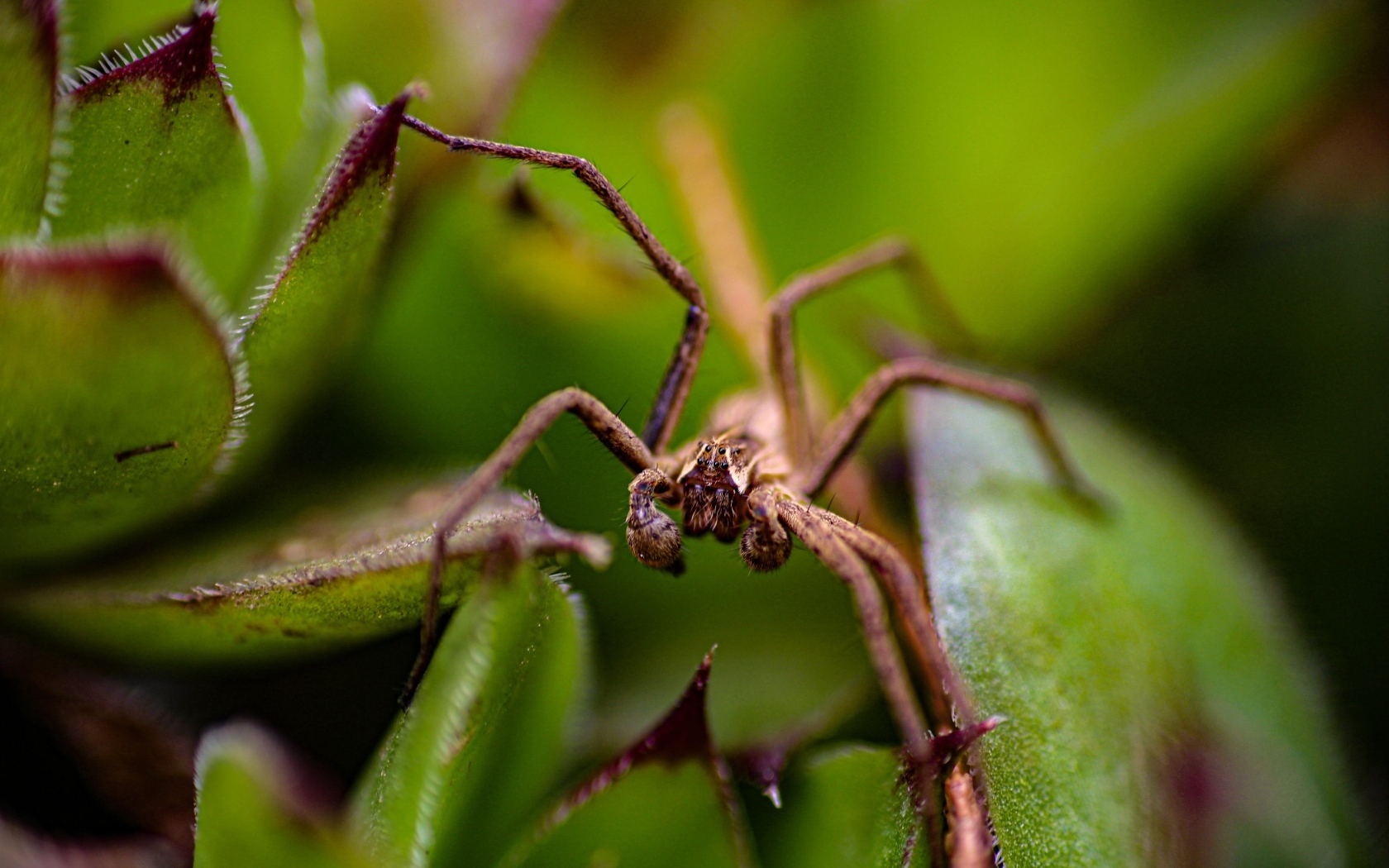 Паук прячется в зеленых листьях