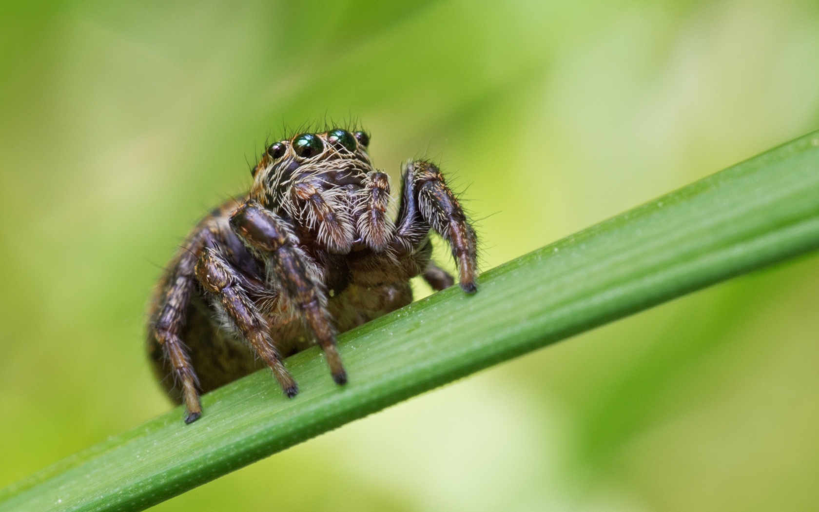 Паук с большими глазами на зеленом листке