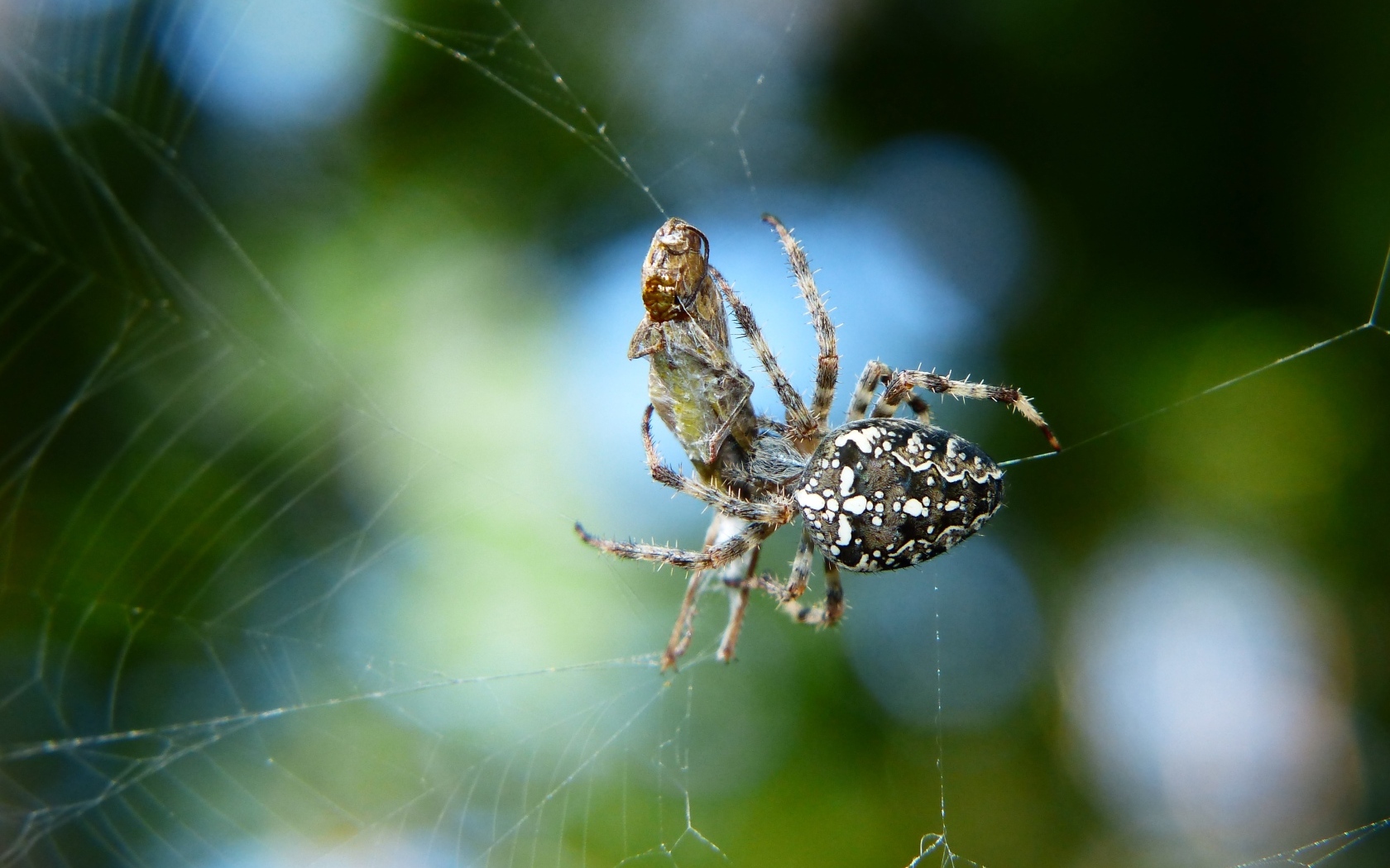 Паук с добычей в паутине