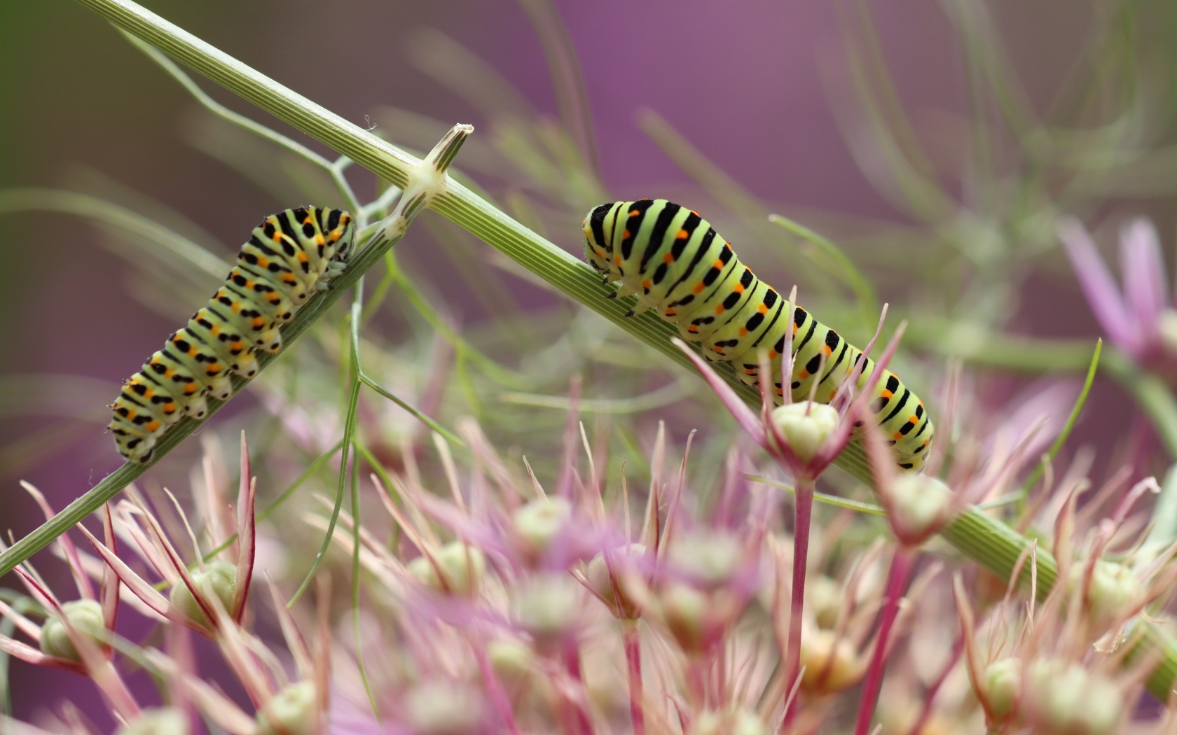 Две зеленые гусеницы на цветке