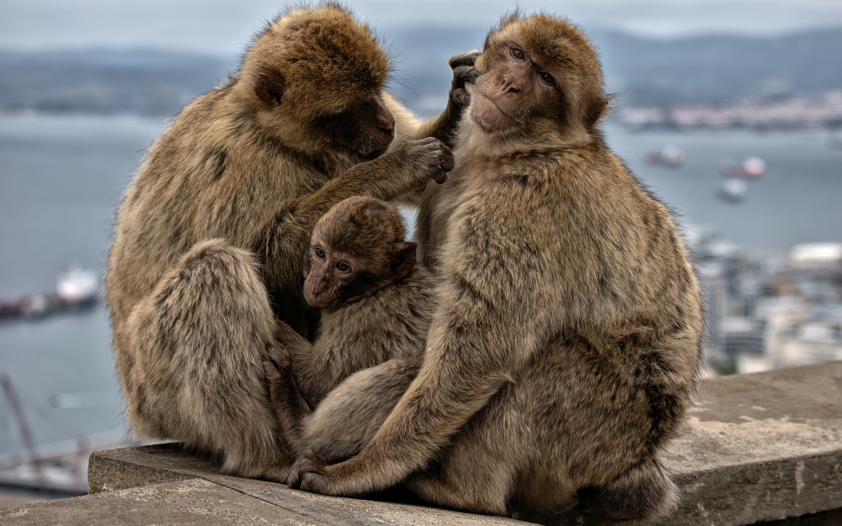 Семья из трех обезьян