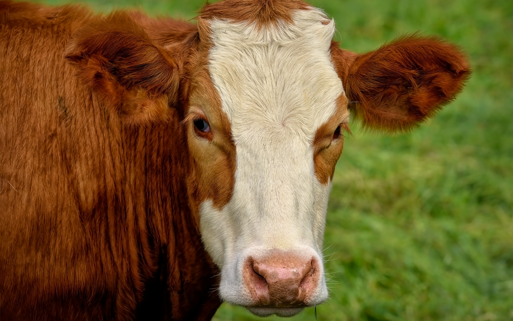 Большая коричневая корова с белой мордой