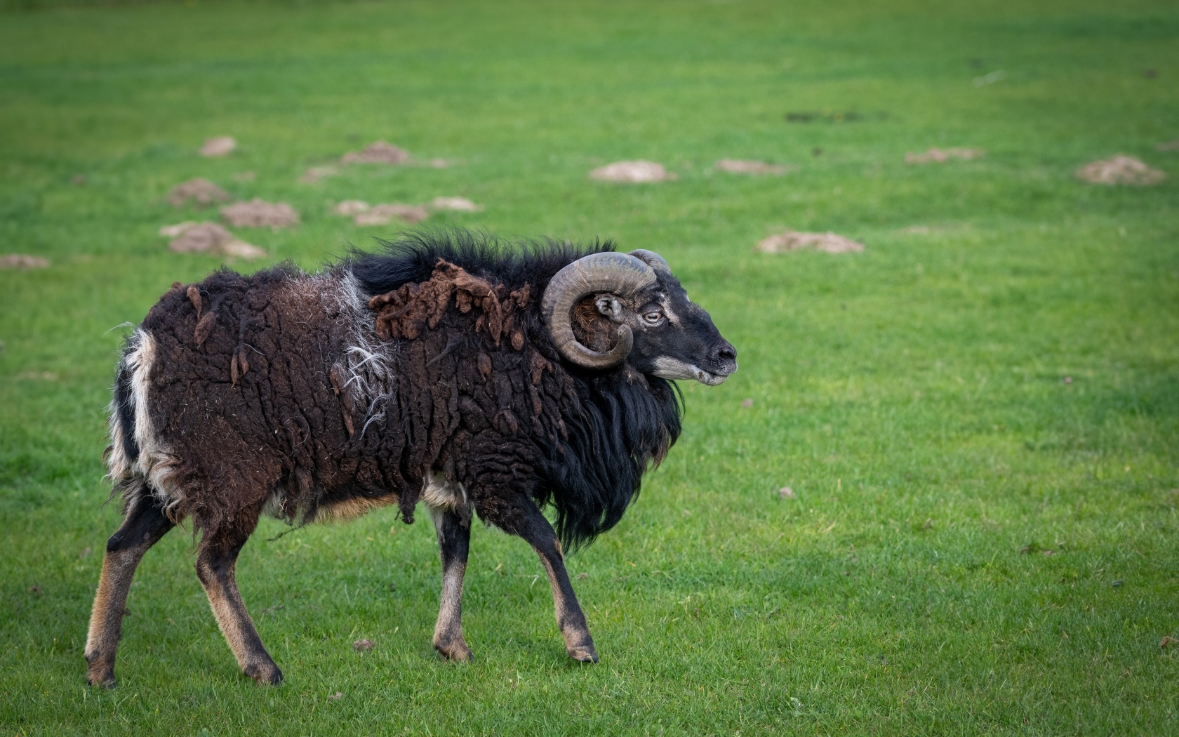Большой старый не стриженный баран