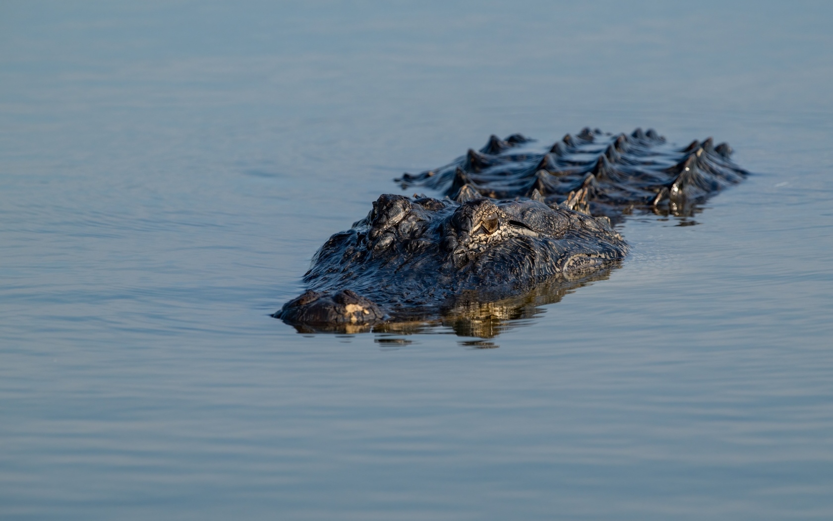 Большой аллигатор плывет по воде
