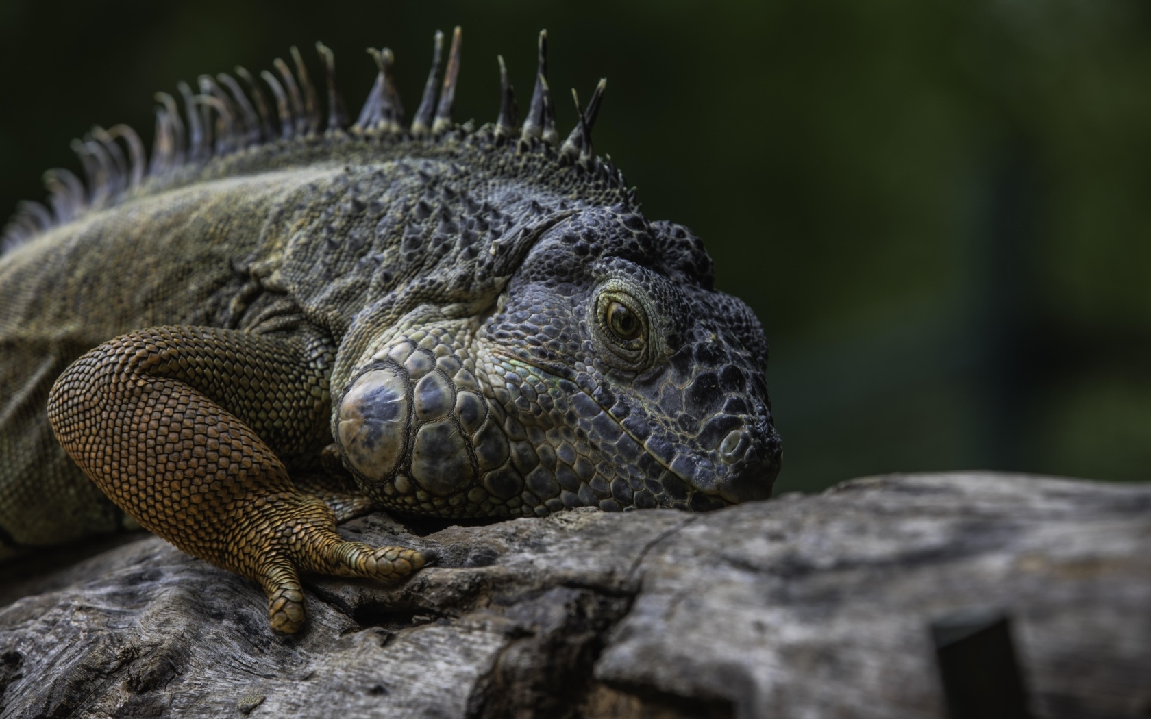 Большая игуана на старом дереве