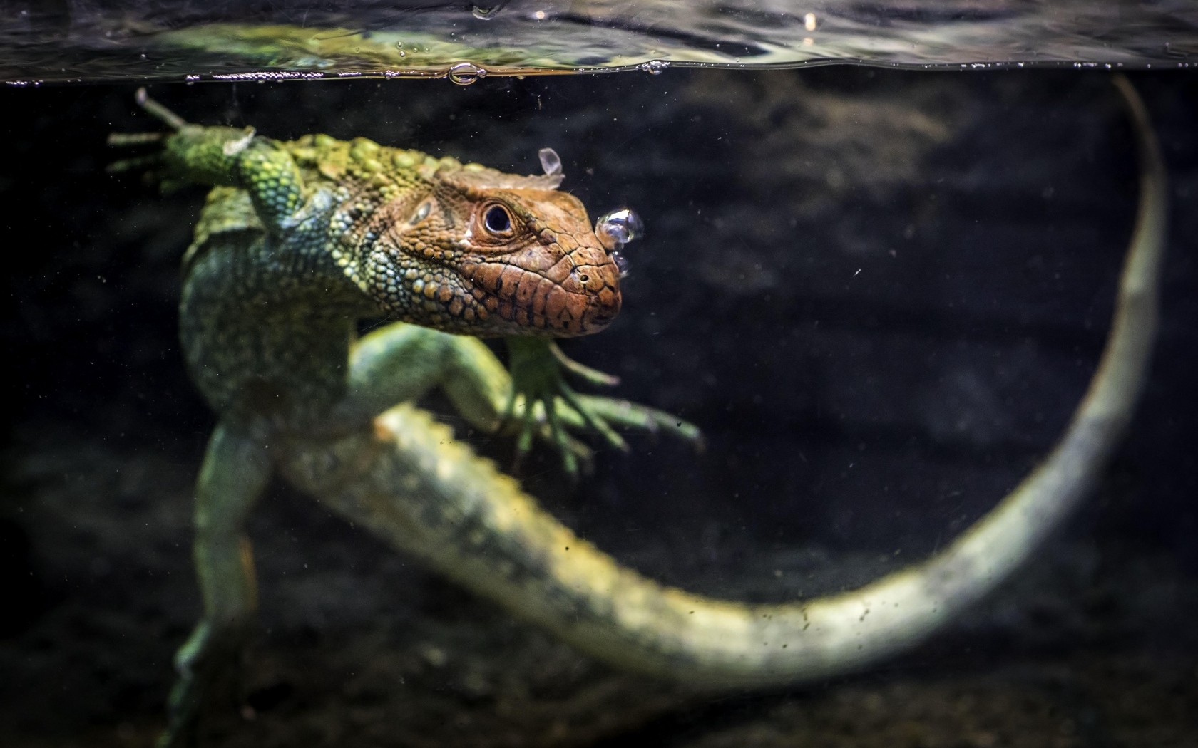 Ящерица кайман плавает в воде
