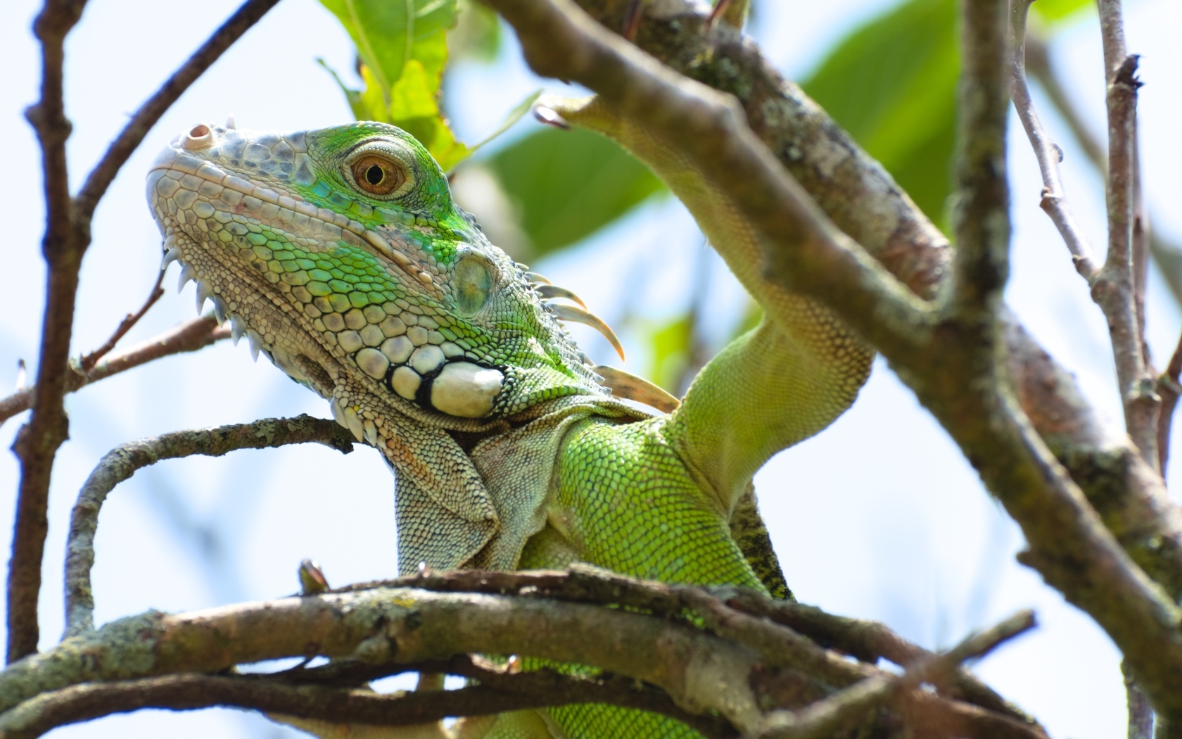 Крупная зеленая игуана в зарослях дерева 