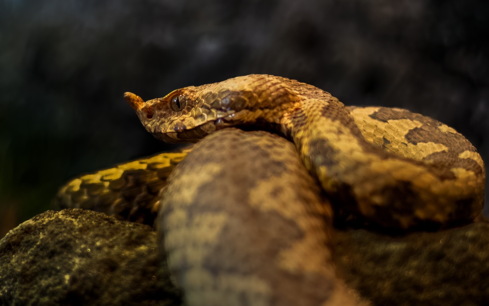 Ядовитая гадюка лежит на камне