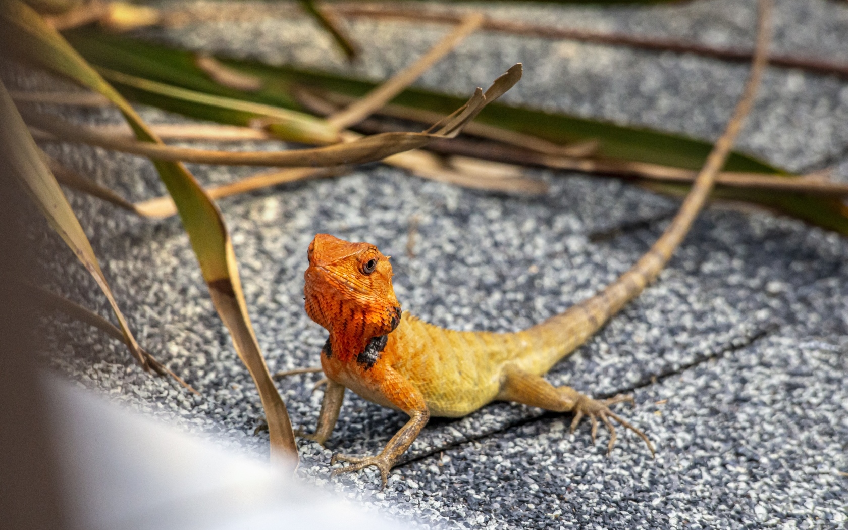 Маленькая оранжевая восточная садовая ящерица