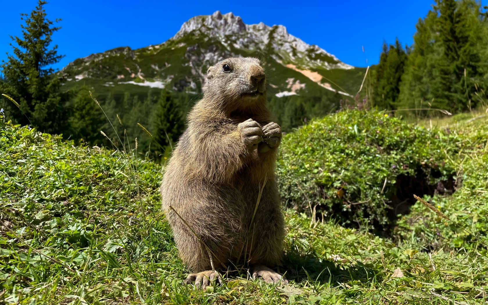 Смешной сурок стоит на зеленой траве в горах