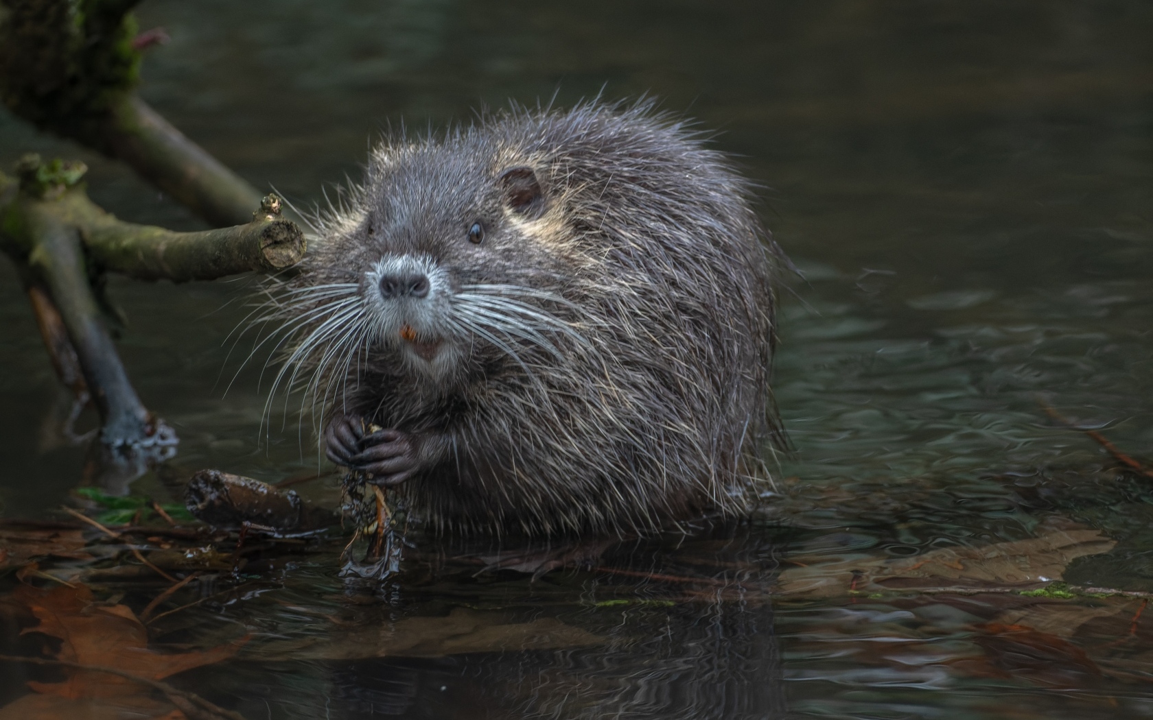 Черная нутрия в воде