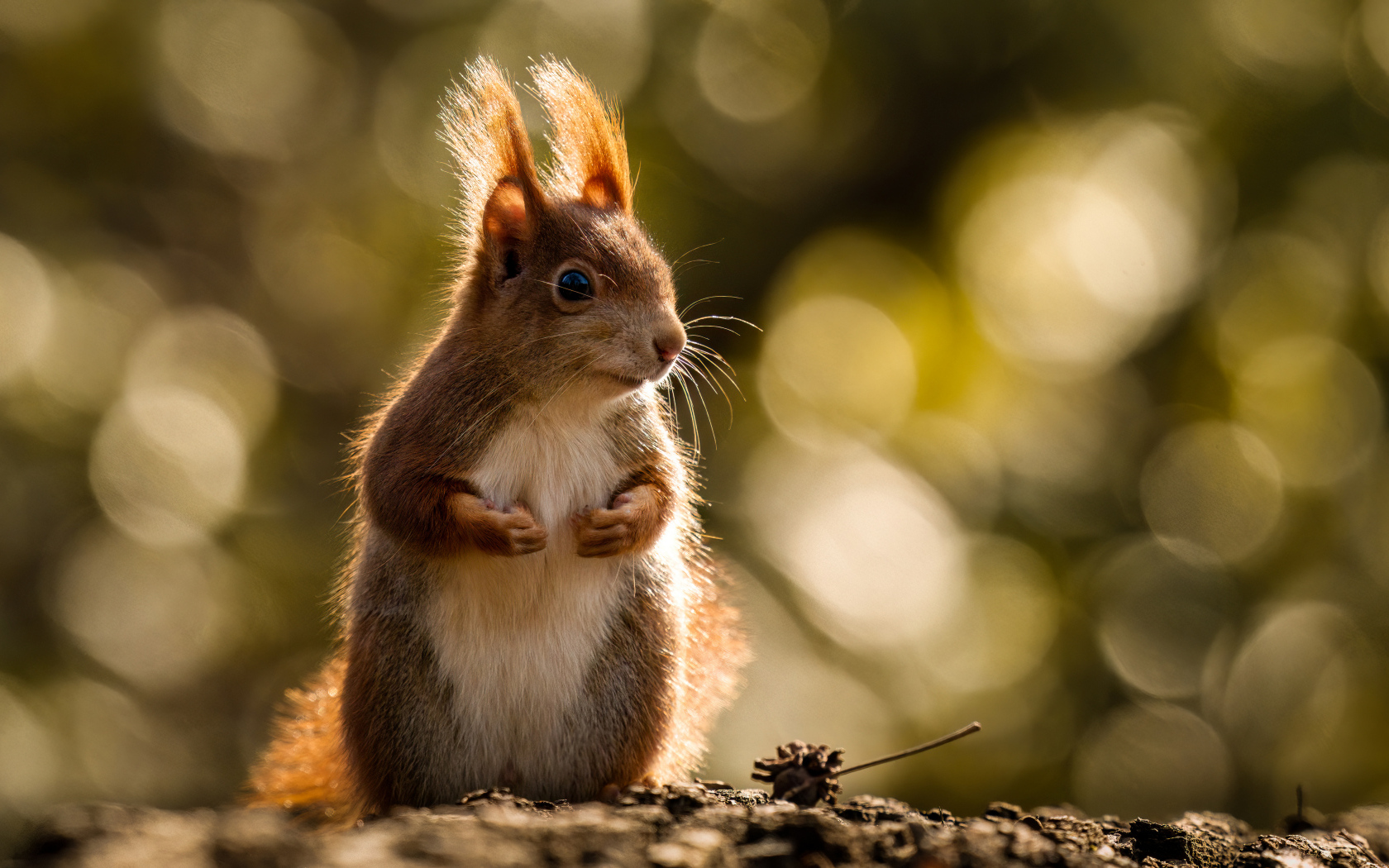 Милая рыжая белка в лучах солнца