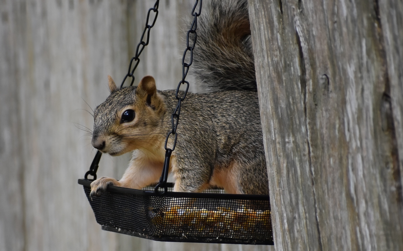 Серая белка в кормушке на дереве