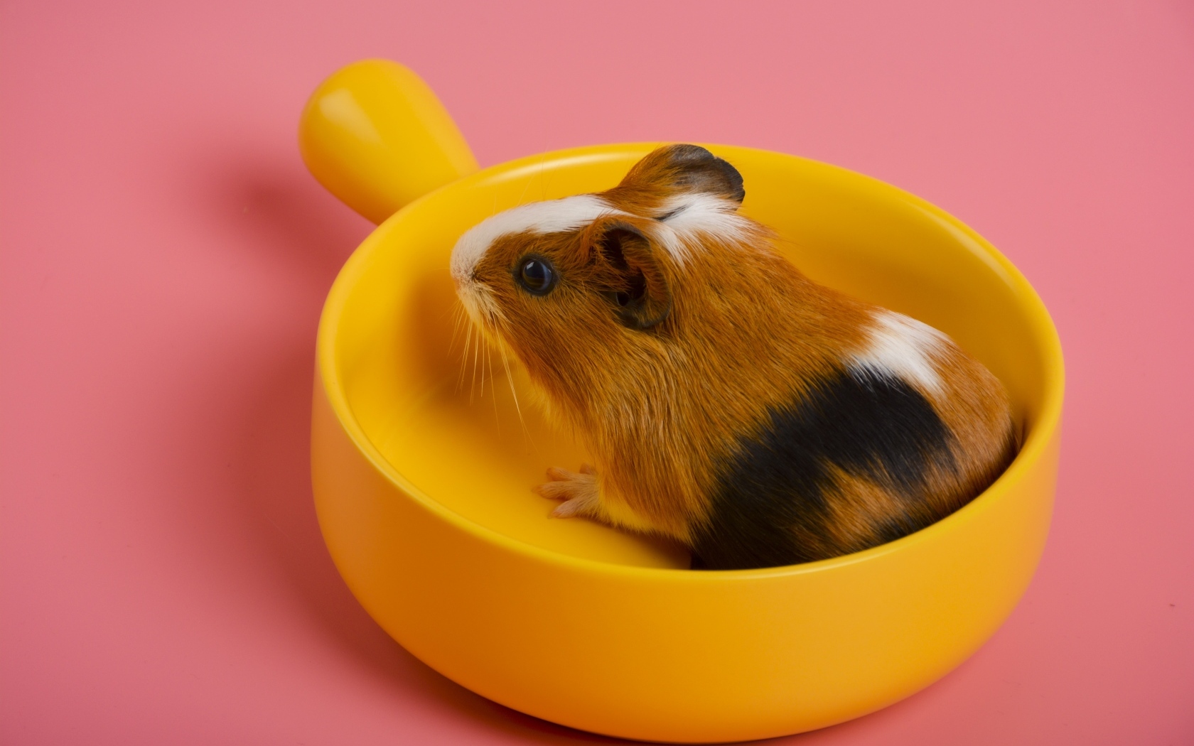 Морская свинка сидит в желтой чашке на розовом фоне