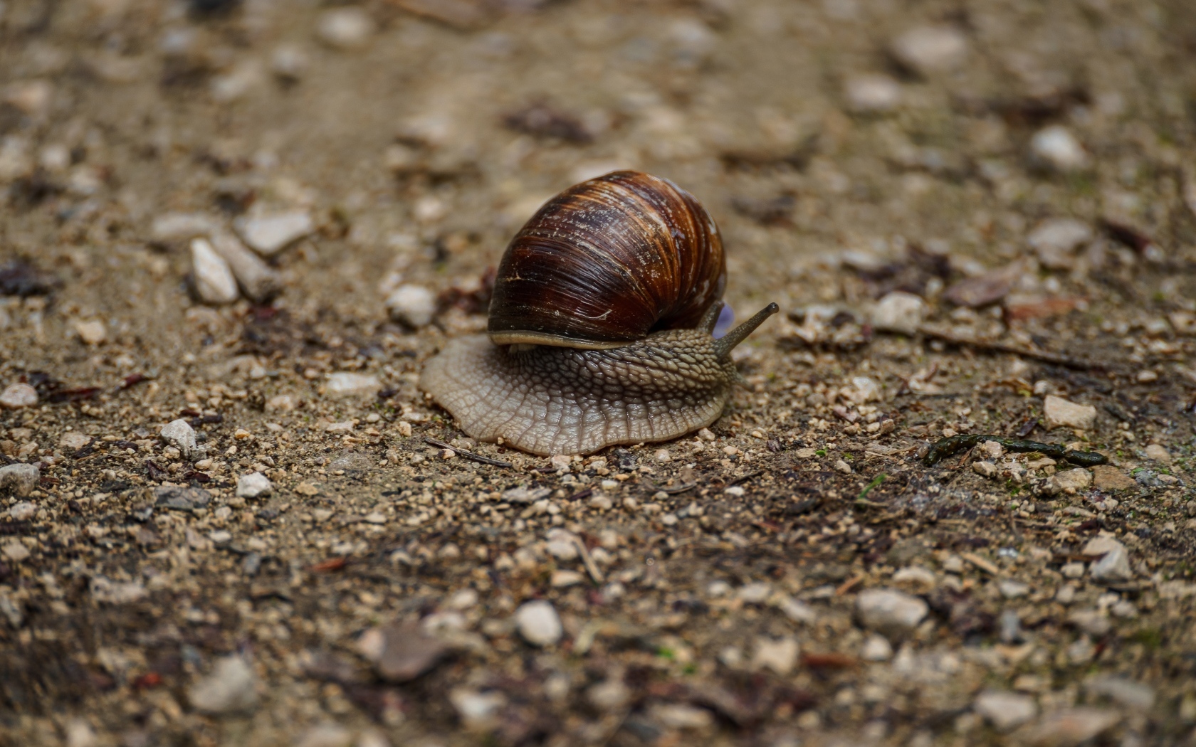 Большая улитка ползет по земле 