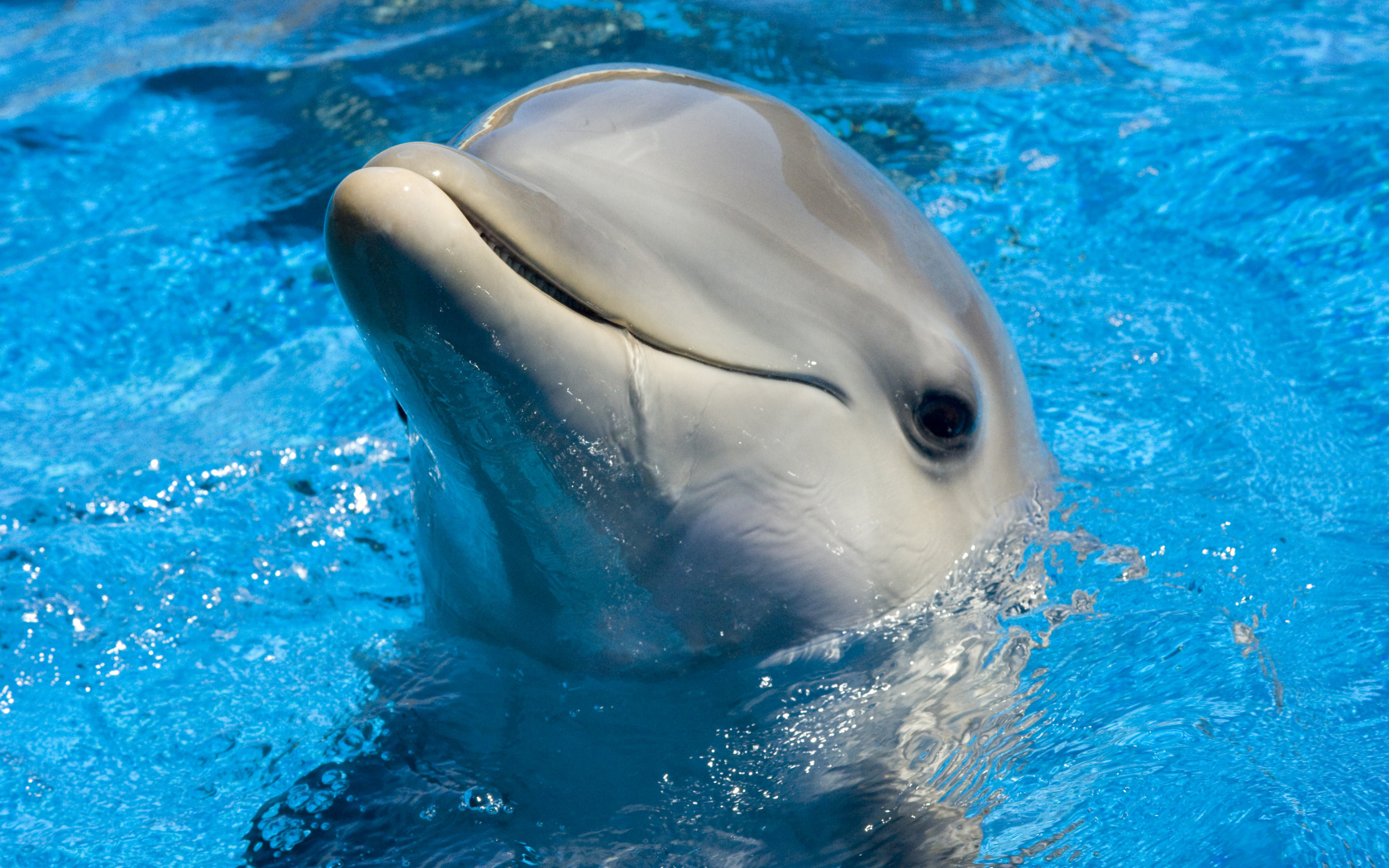 Дельфин в голубой воде бассейна