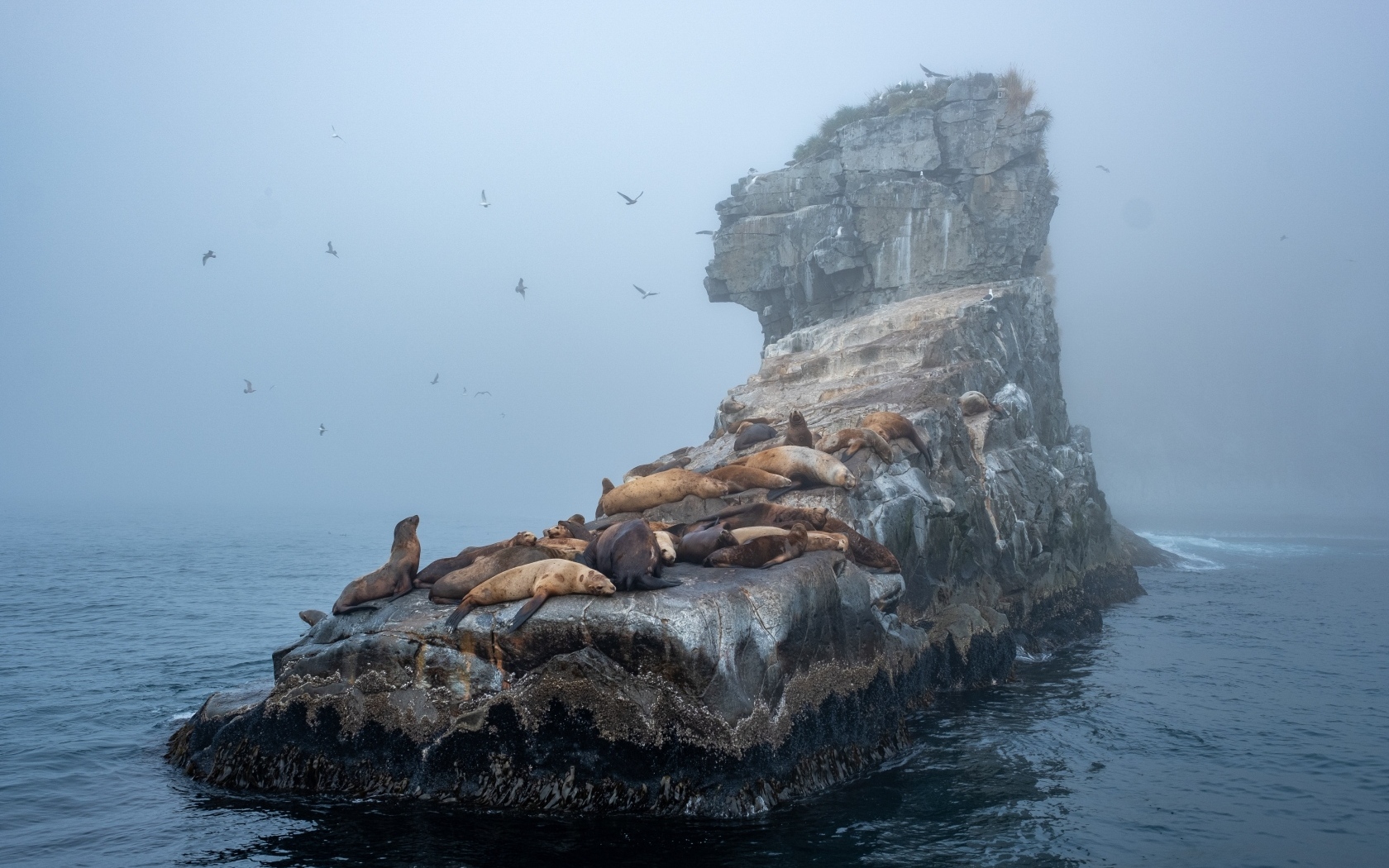 Морские котики отдыхают на камне в море