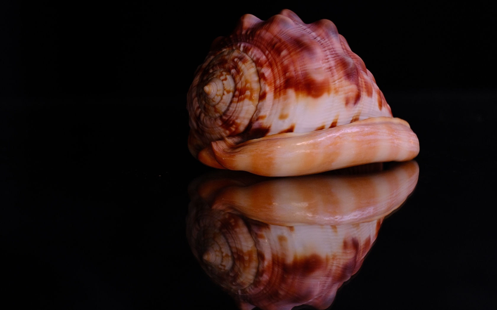 Большая ракушка на черном фоне