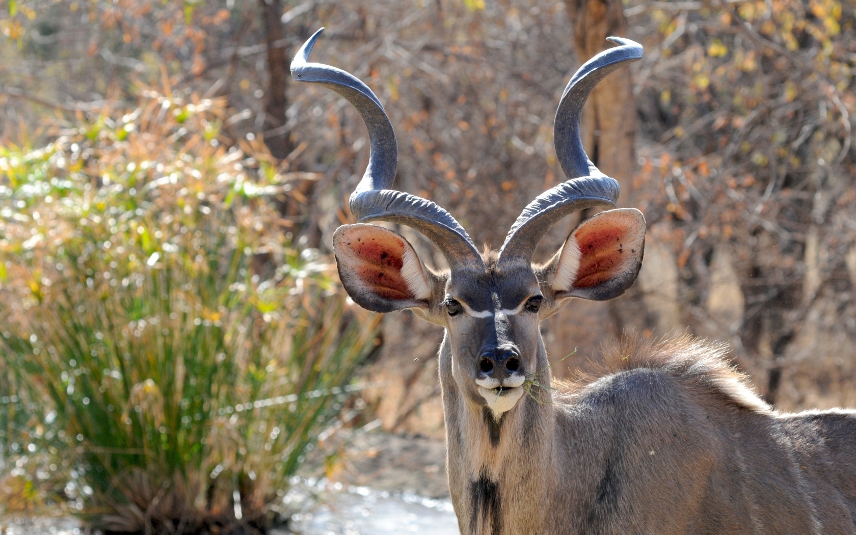 Большие рога у антилопы куду