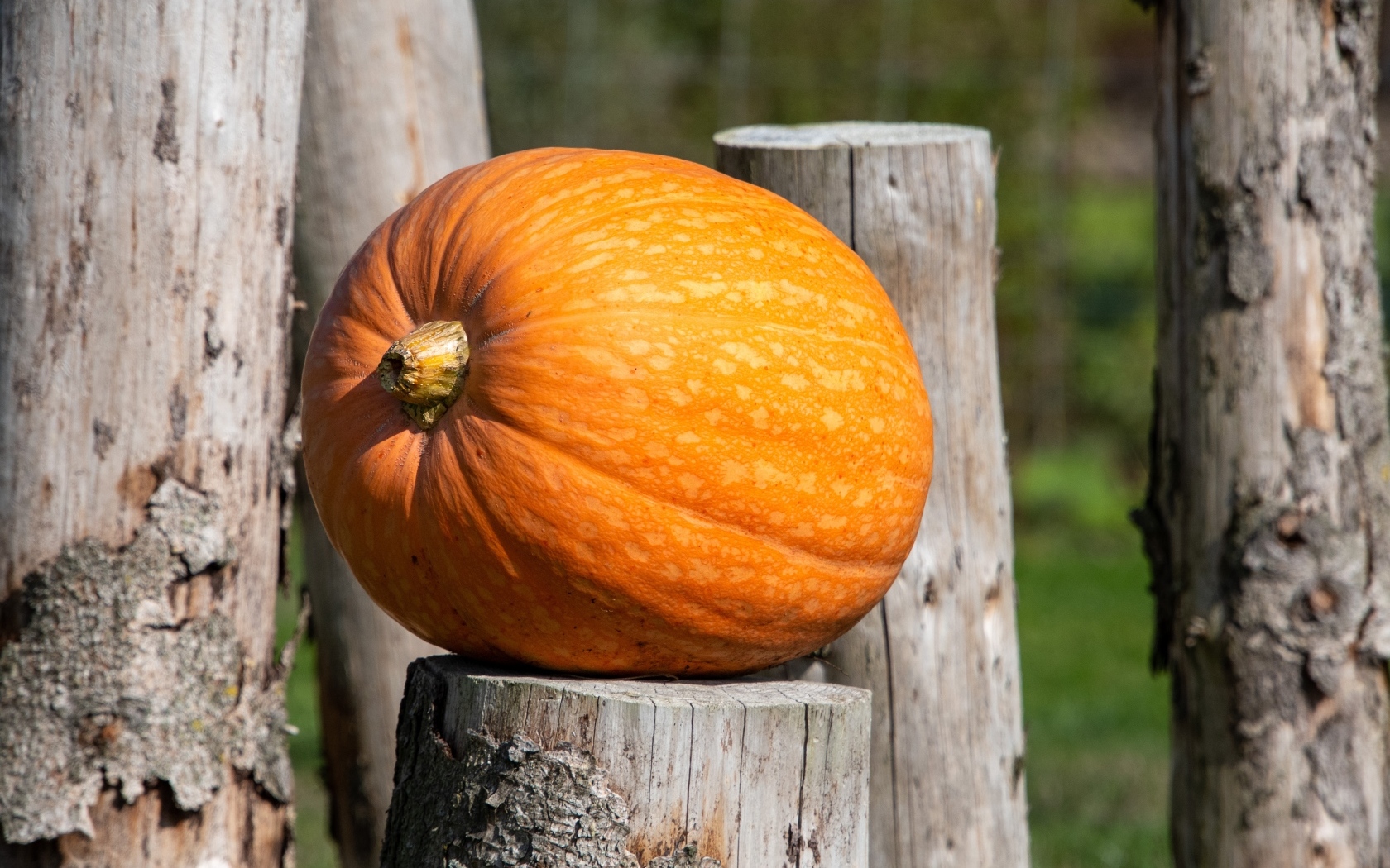 Большая оранжевая тыква лежит на деревянном пне
